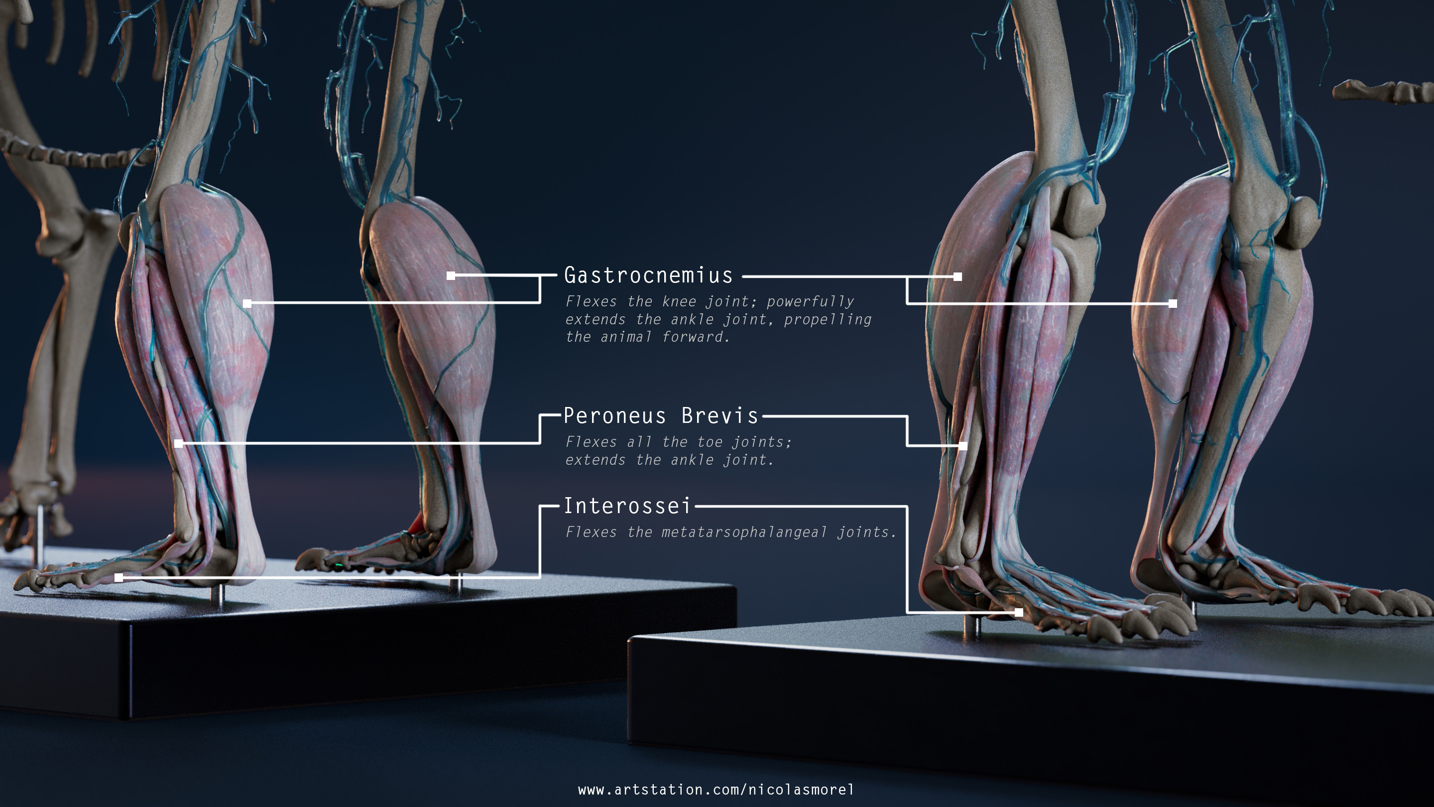 Anatomy Breakdown - part 2 : Leg and Thigh.