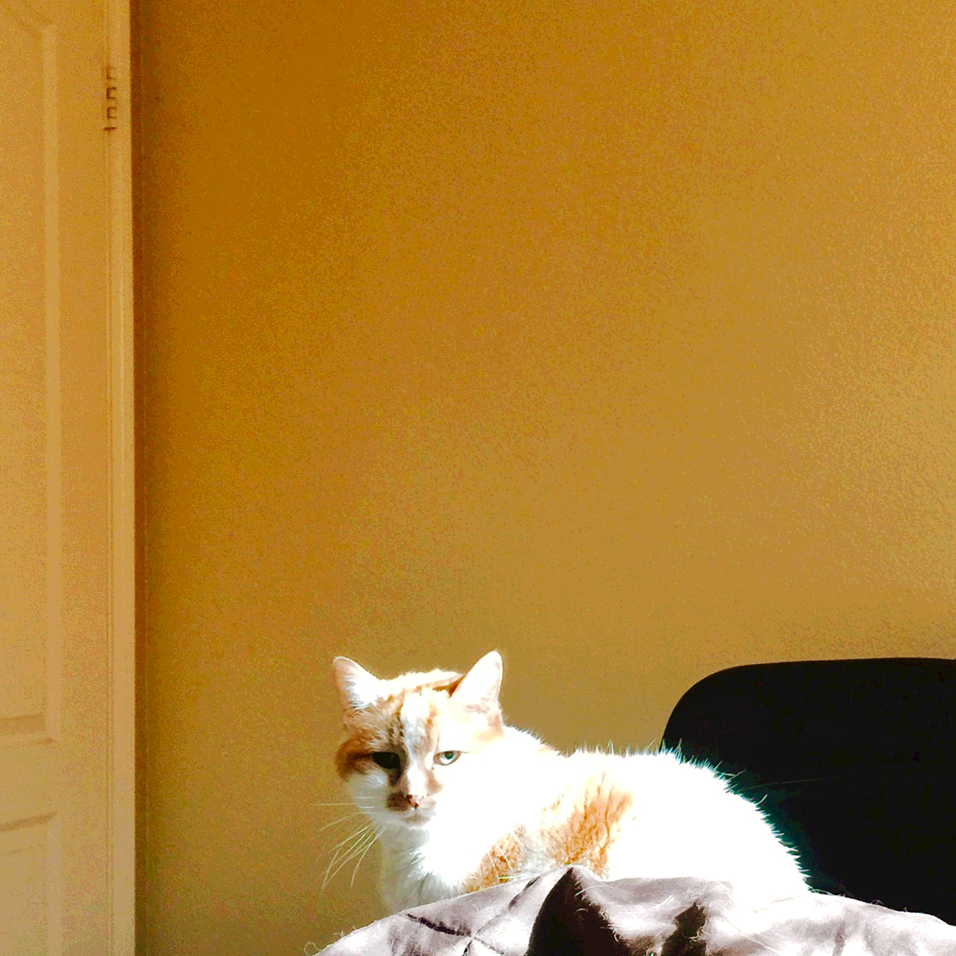 Cat Vi in Orange Room