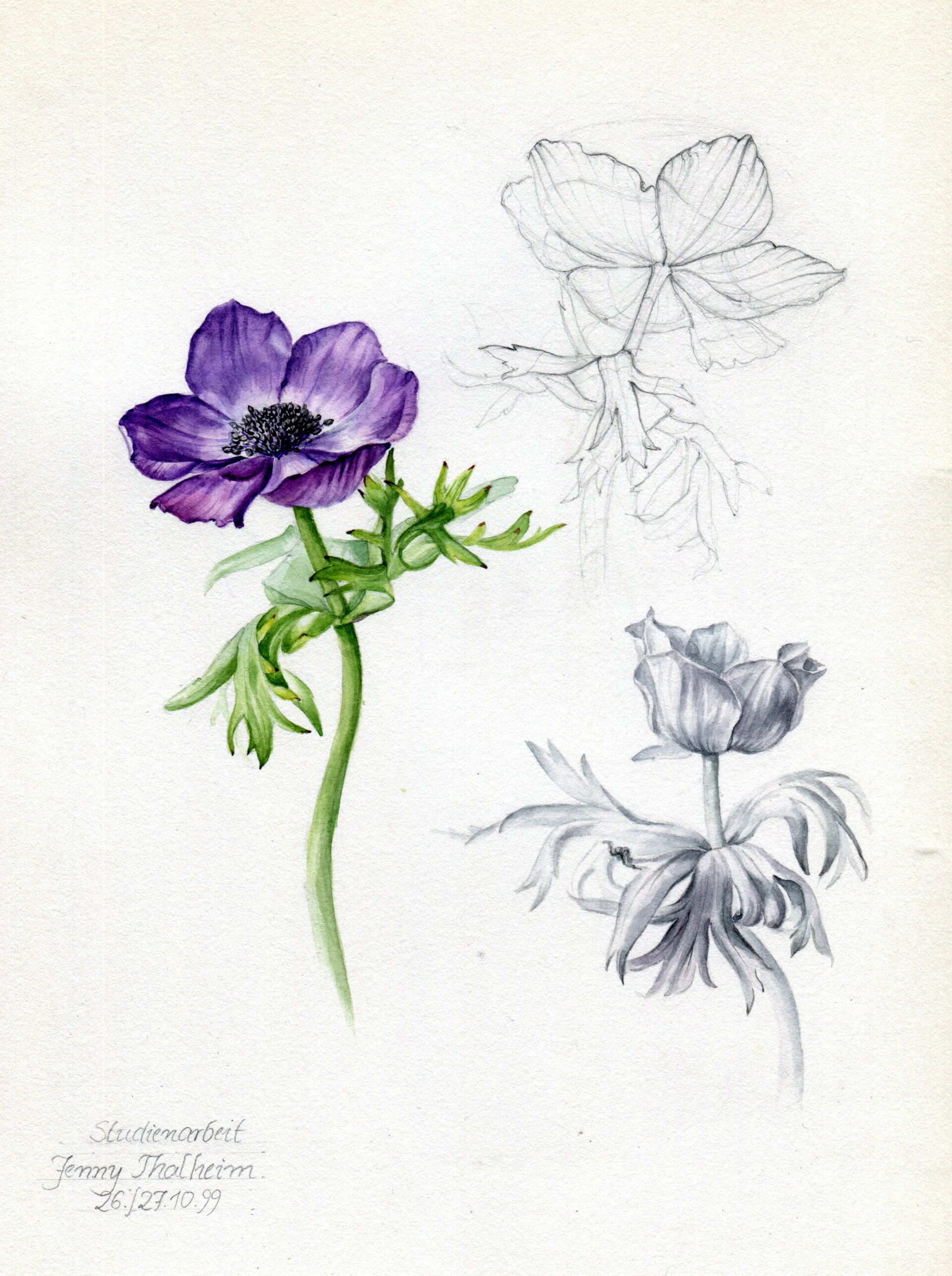 ArtStation - Anemone - Botanical Illustration, Jenny Thalheim