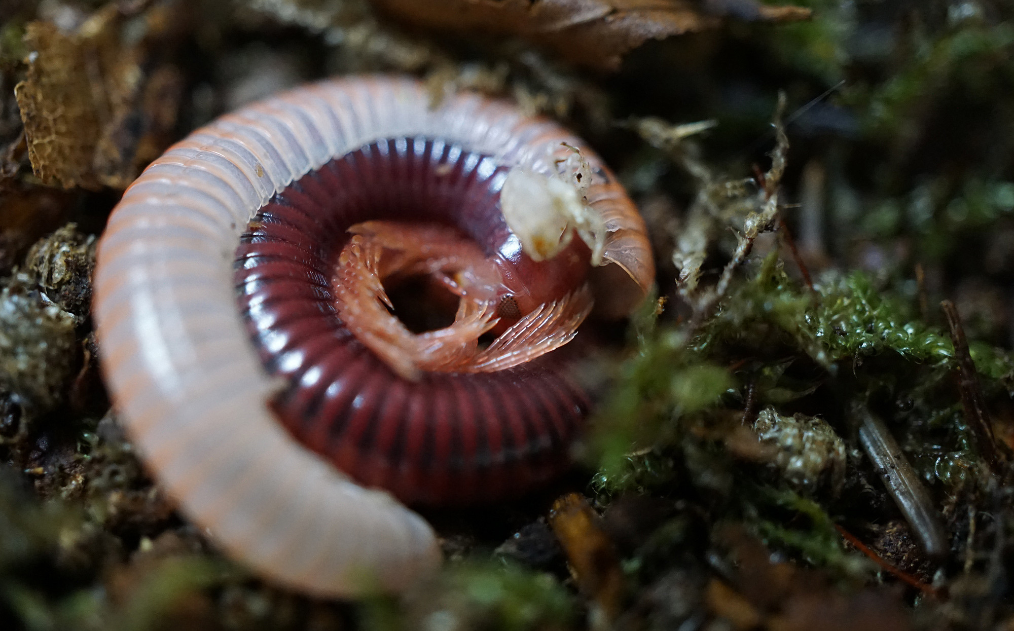 Centrobolus splendidus during an ecdysis.
Ususally, they do this below ground, but it can happen (like here) that they will do this above ground.
During this process, millipedes are extremely vulnerable, as the new exoskeleton is still very soft.
