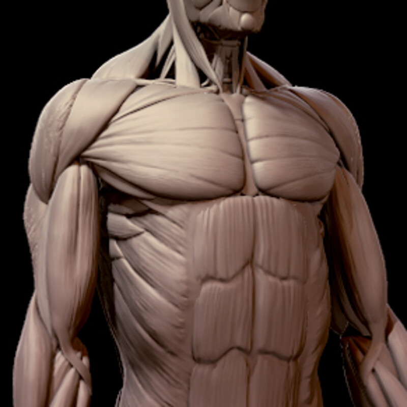 Digital Ecorche