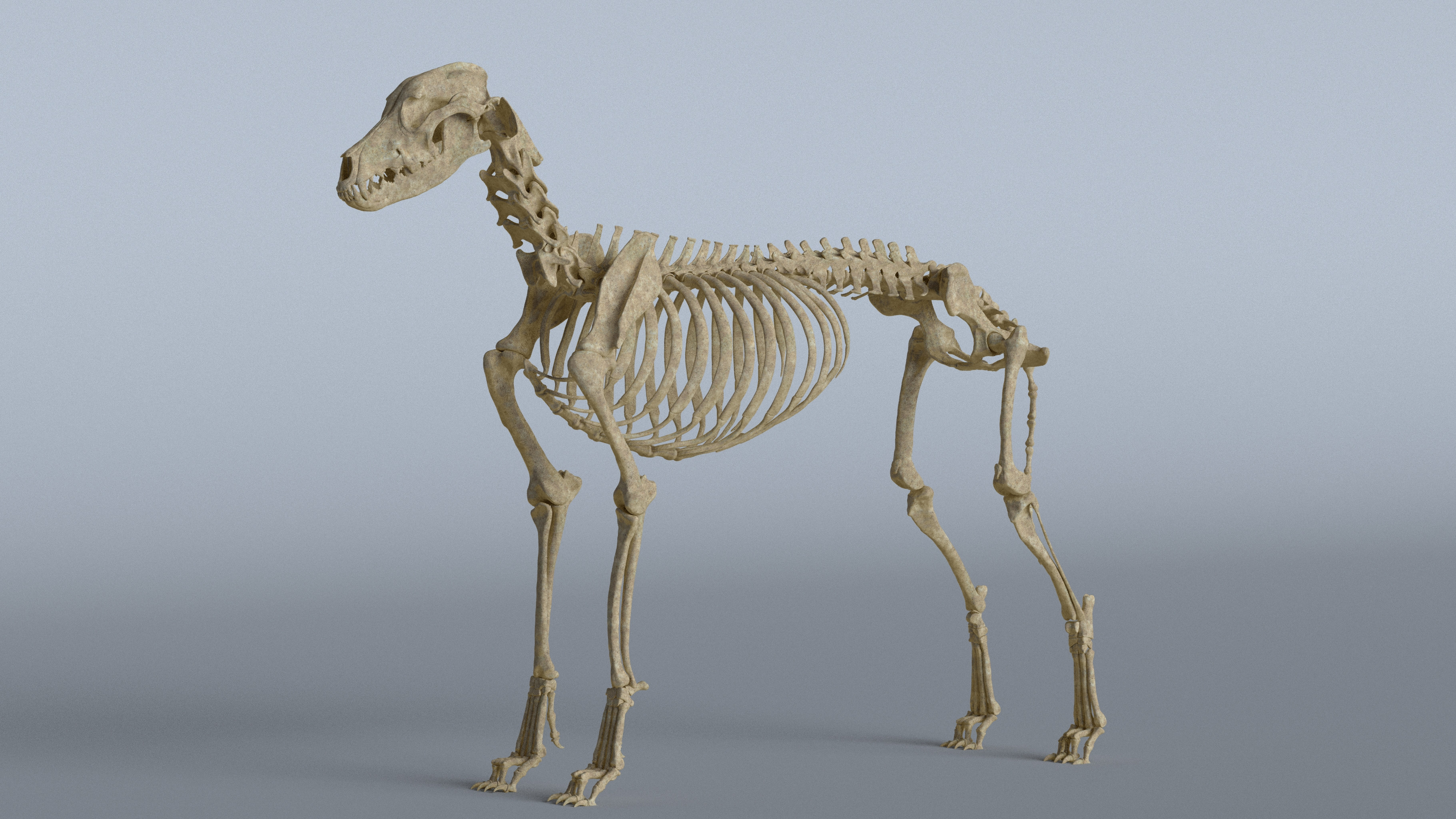 Simone Porchedda Animal anatomy study Greyhound skeletal system