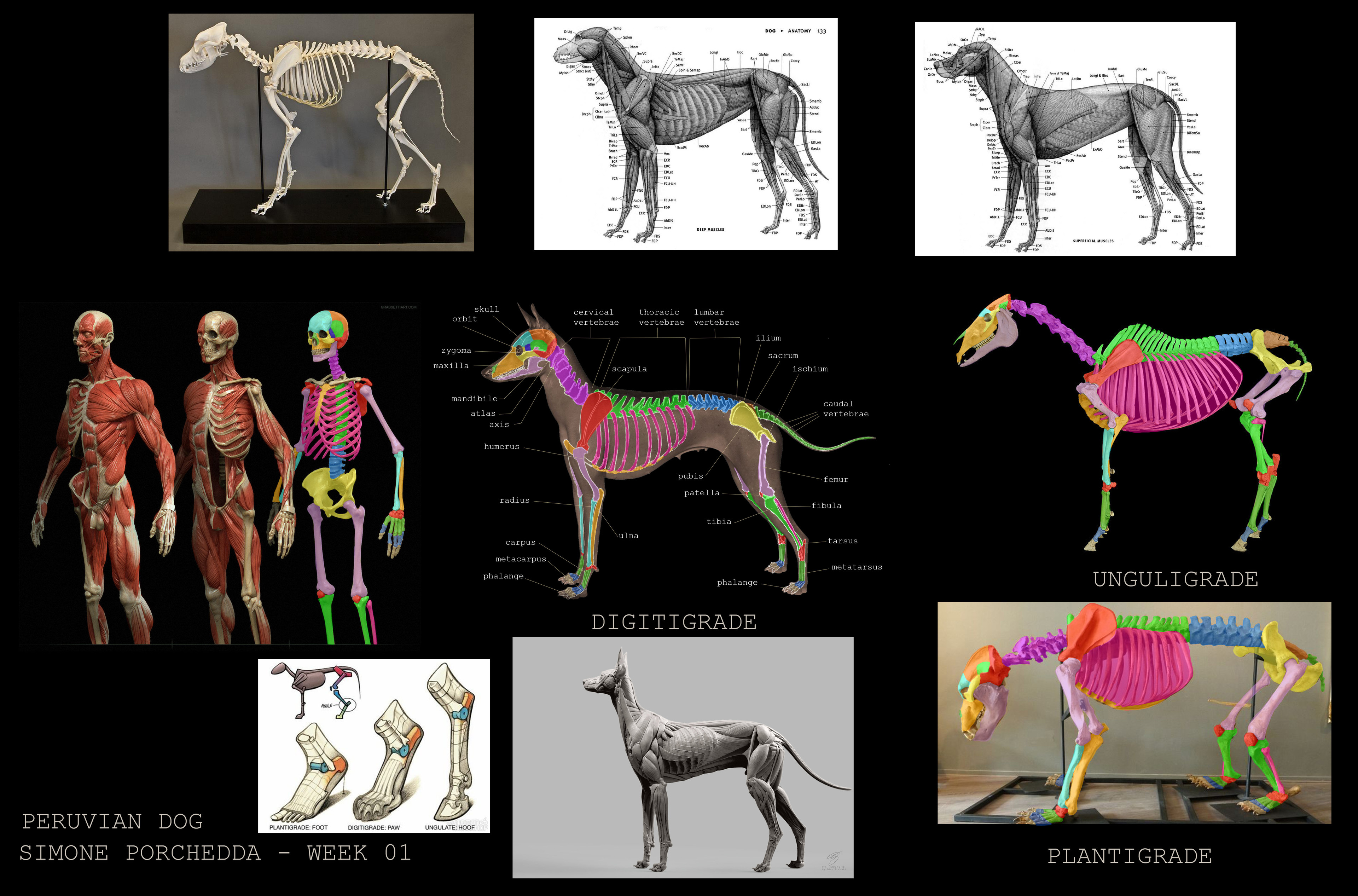Simone Porchedda Animal anatomy study Greyhound skeletal system