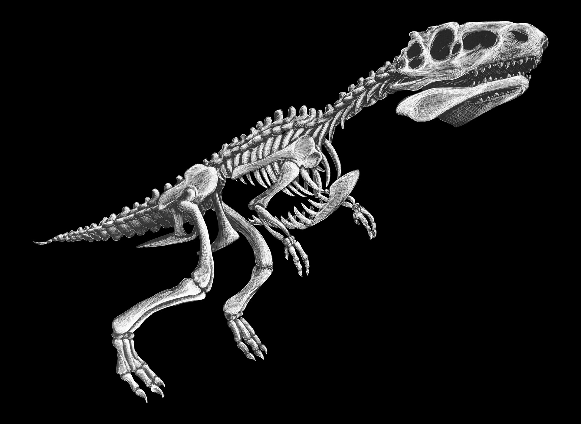 morusintrepidus