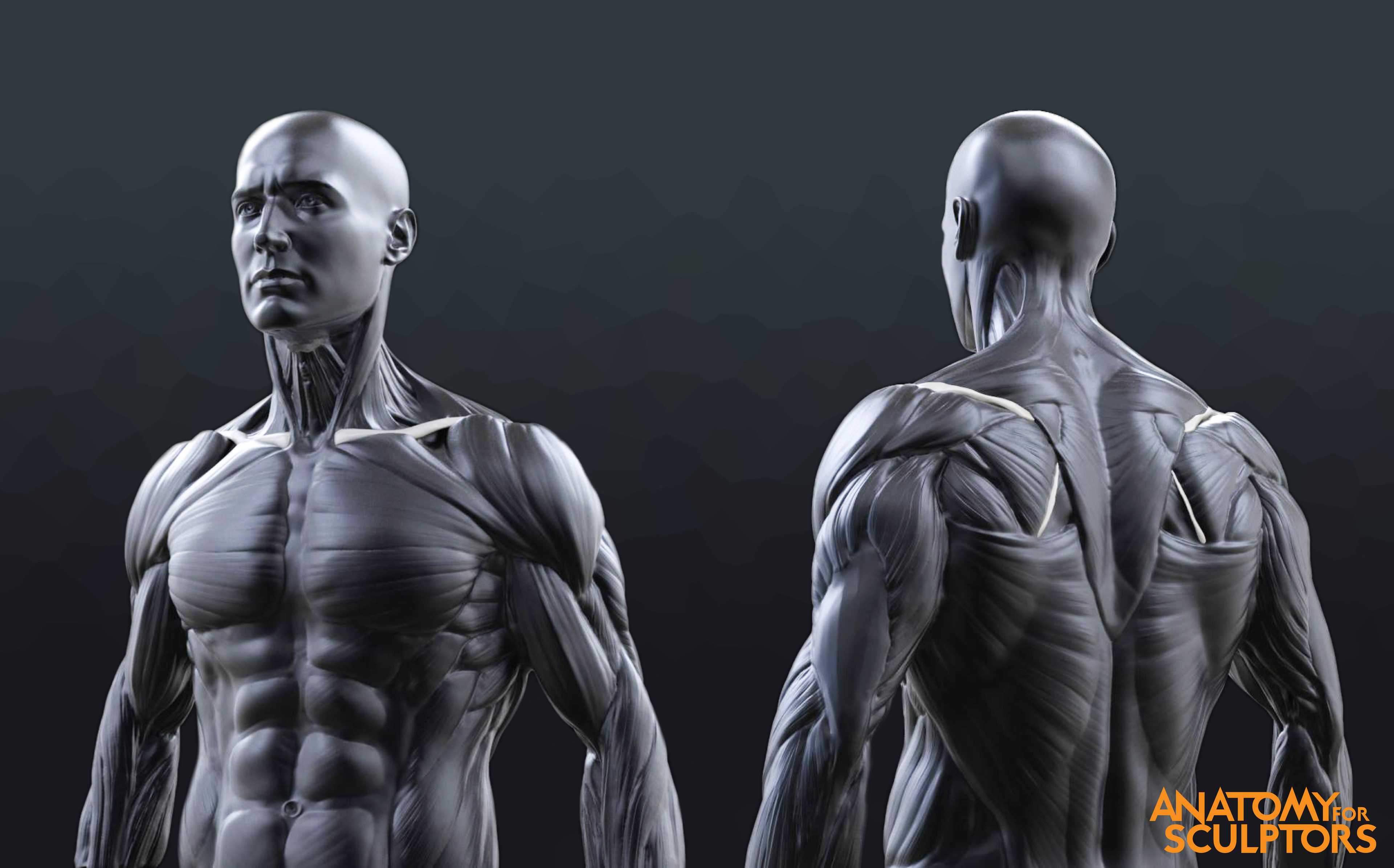 Human Male Torso Anatomy - Male Body - Anatomy Study | Andor Kollar