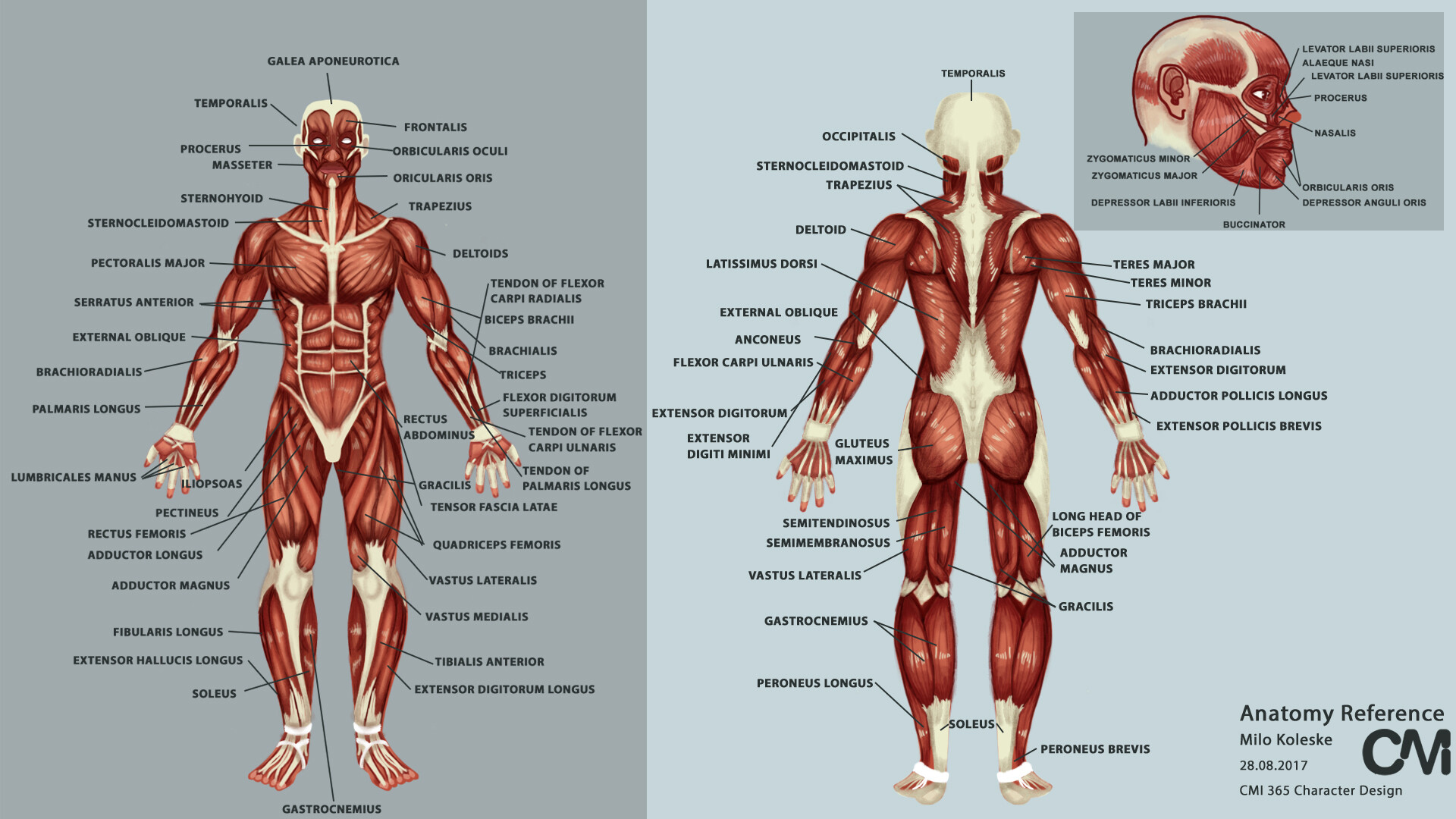 Плакат мышц. Атлас анатомия человека мышечная система. Мышечная система человека схема для массажа. Анатомия мышц человека для массажистов. Мышцы туловища человека анатомия атлас.
