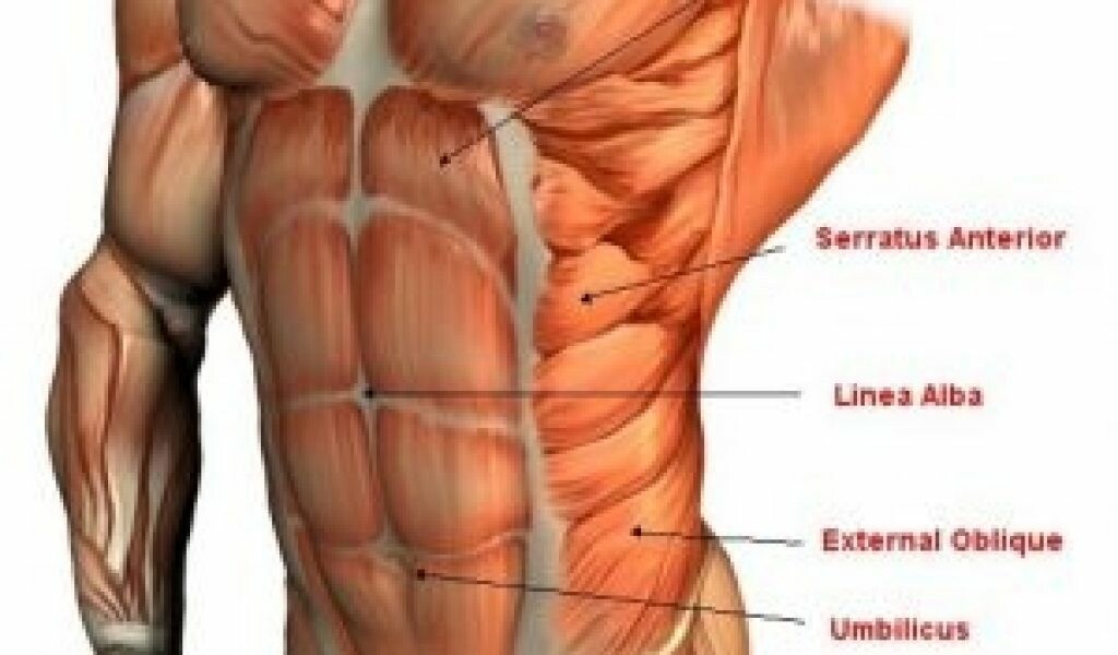 Building abdominal muscles outlet
