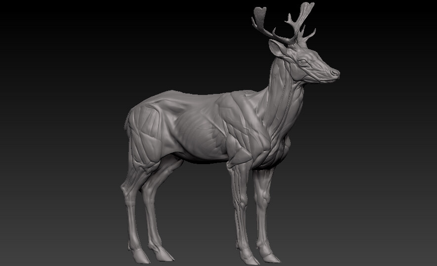 ArtStation - Mesopotamian Fallow Deer muscles