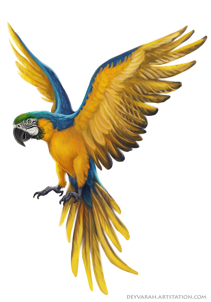 ara parrot