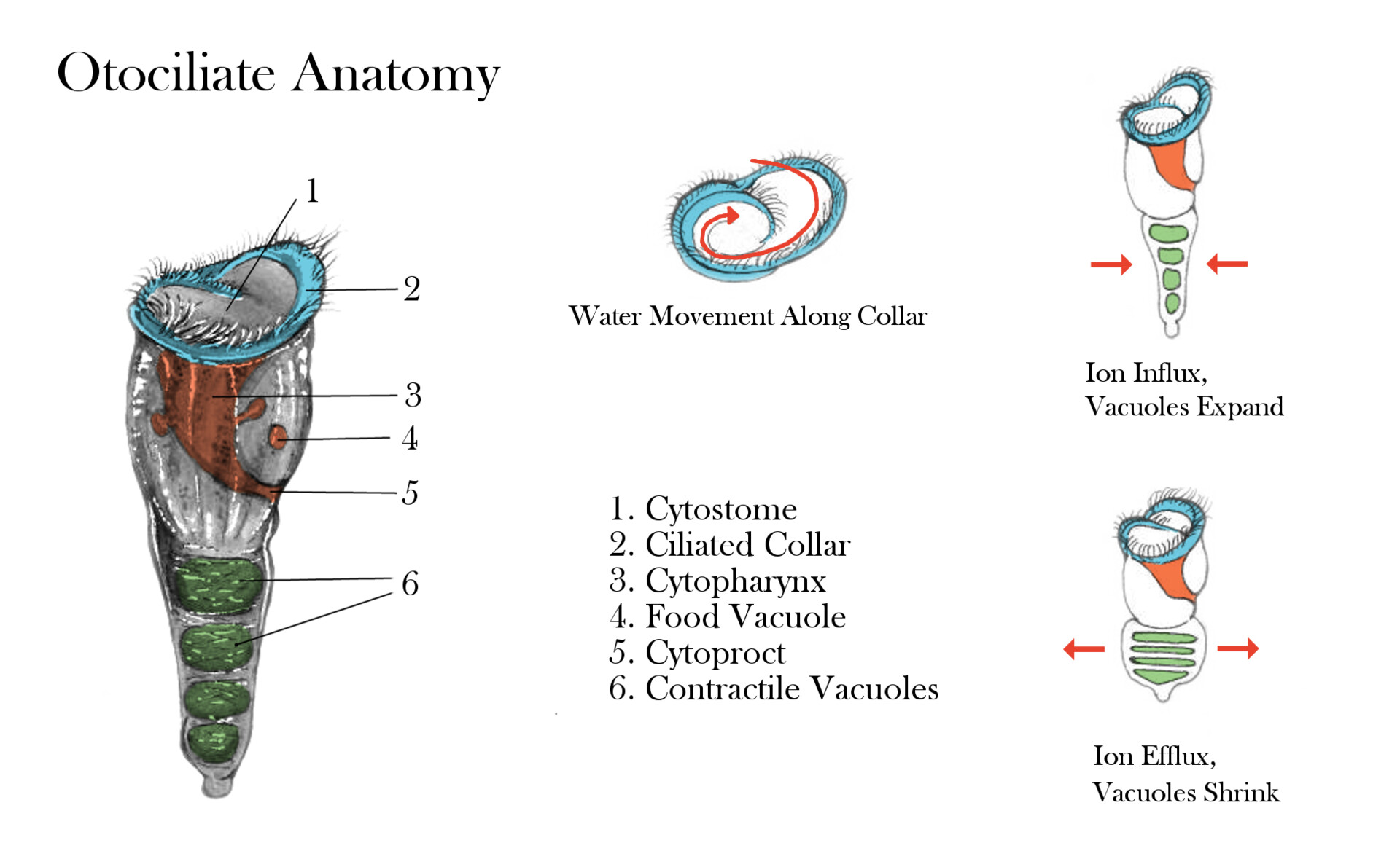ArtStation - Ear Ciliate Anatomy, Avida Knebel