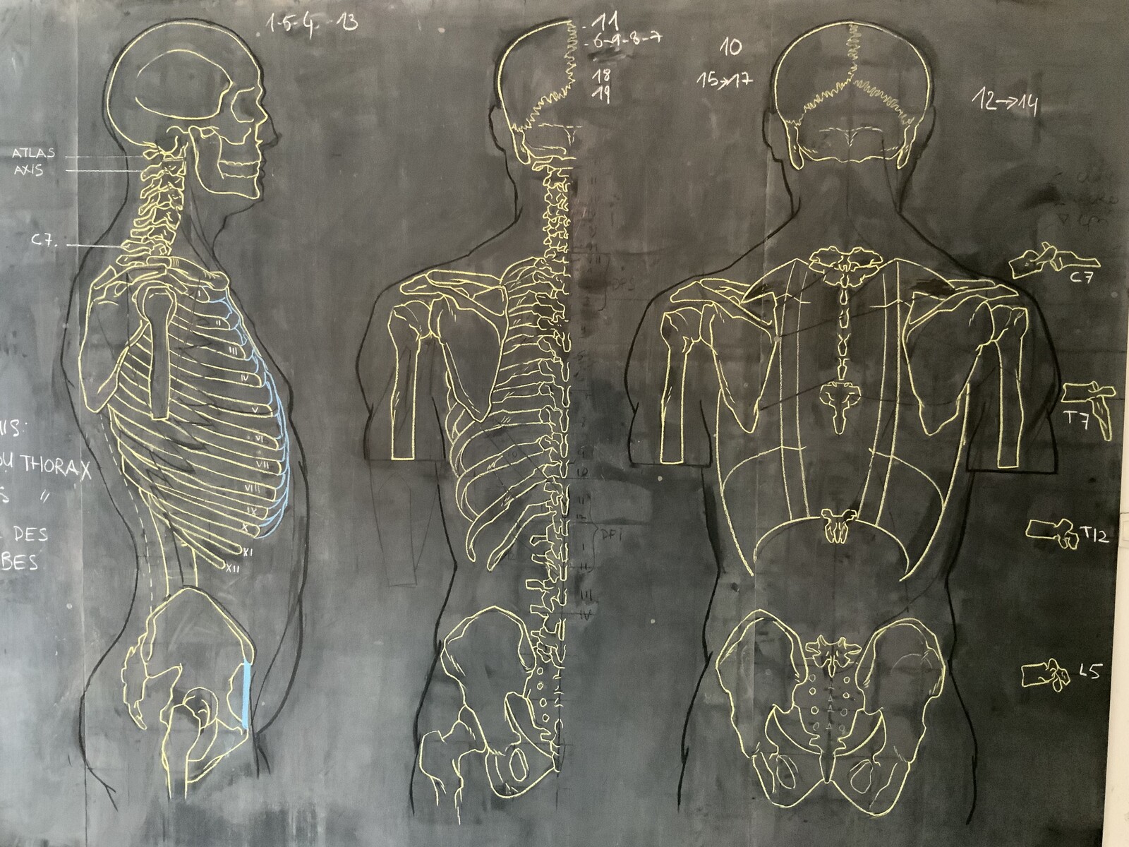Osteology