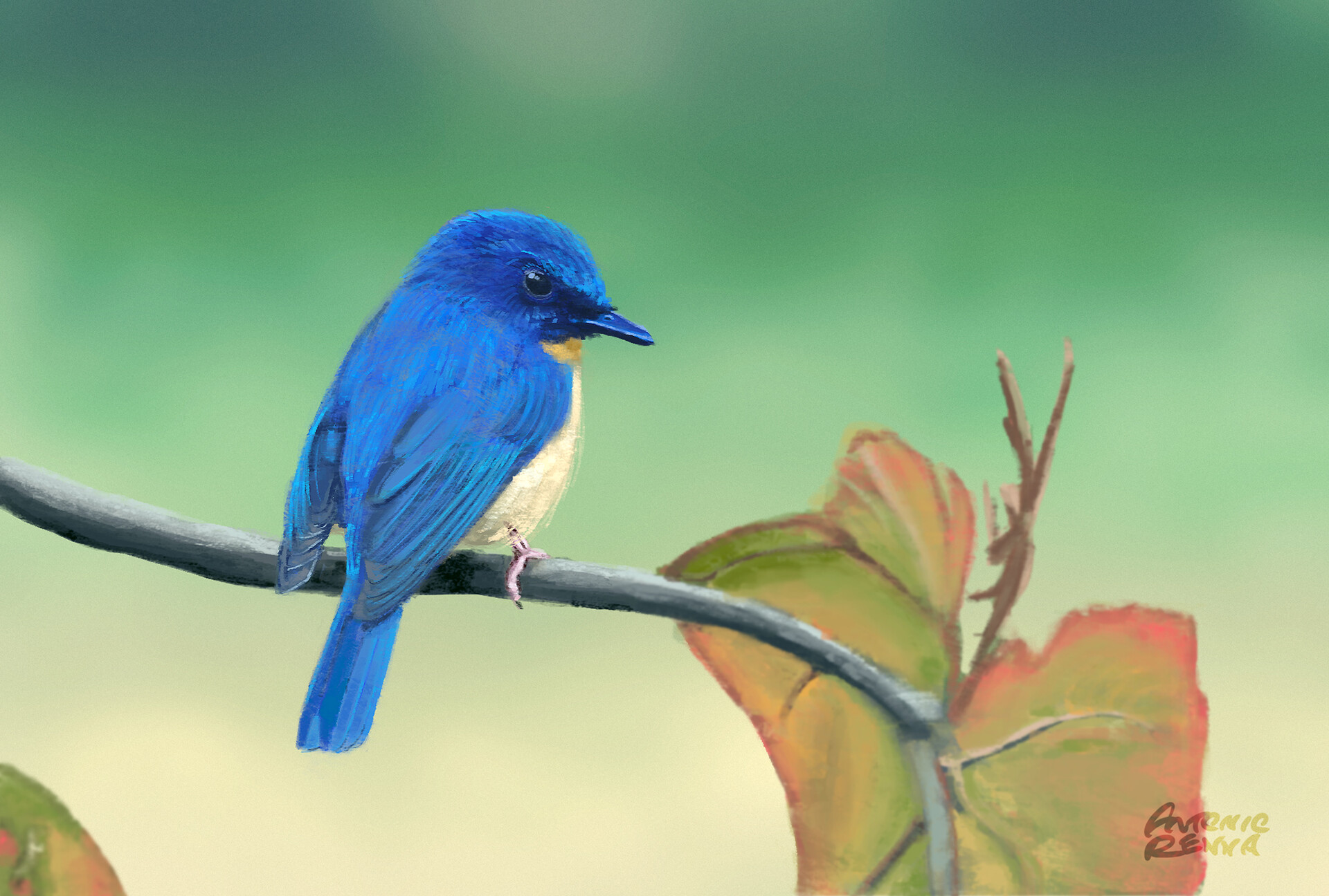 Wild birds. Синяя Райская птица. Синий кус. Tickell's Blue Flycatcher. Картинка kus.