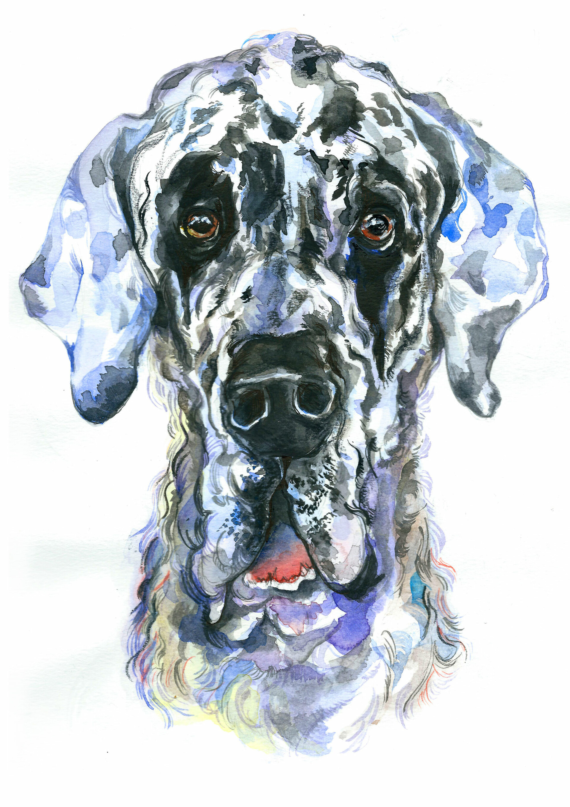 Apollo top great dane