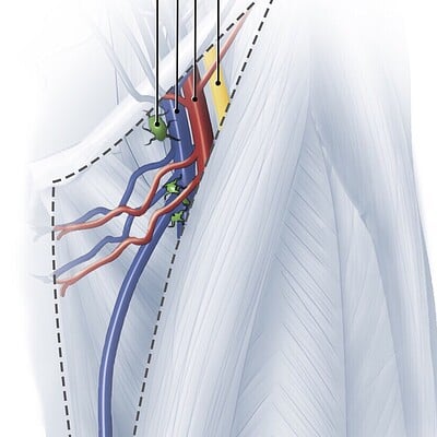 Anatomy of the Femoral Triangle