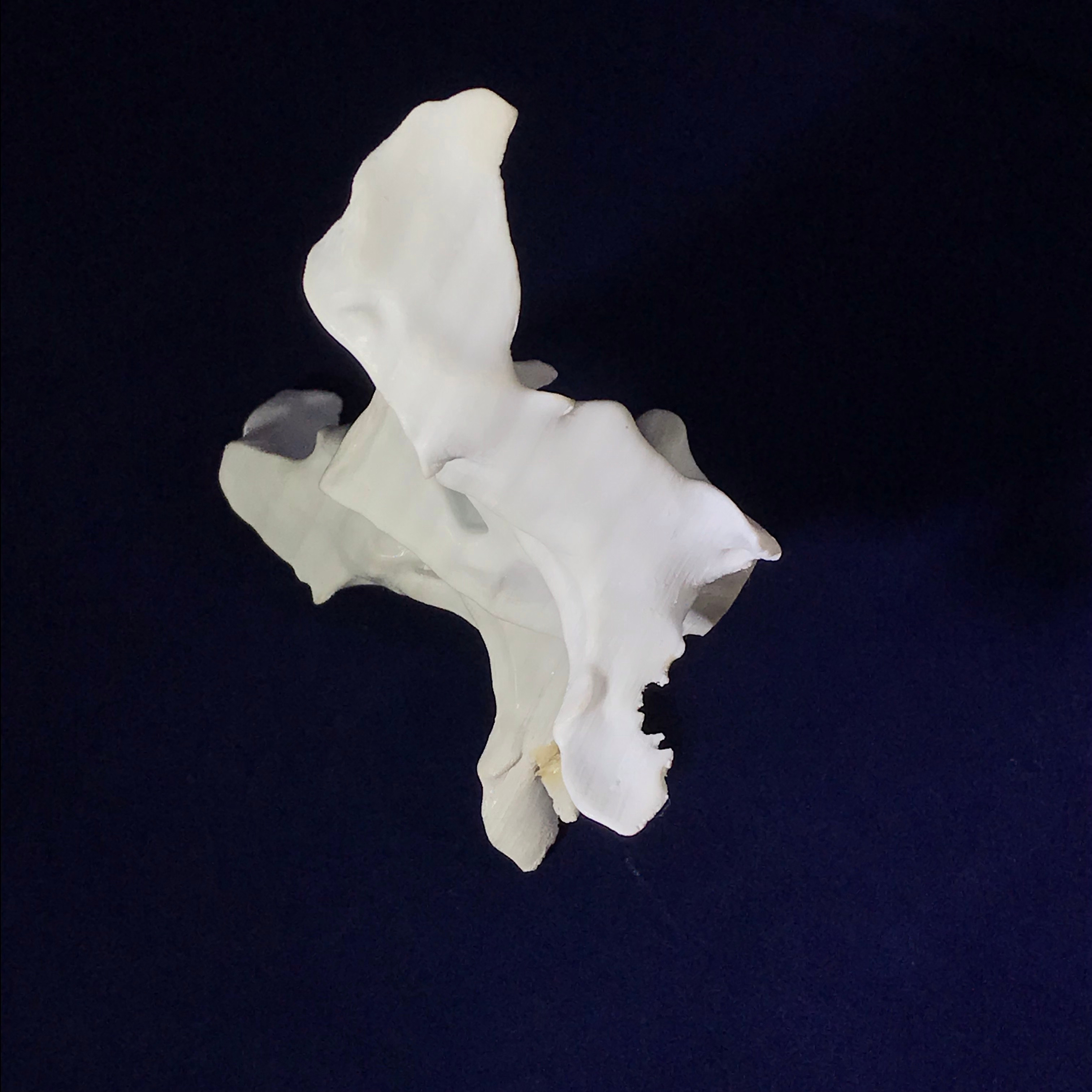 3D Printed Sphenoid Bone (printed on a Lulzbot Mini Taz)