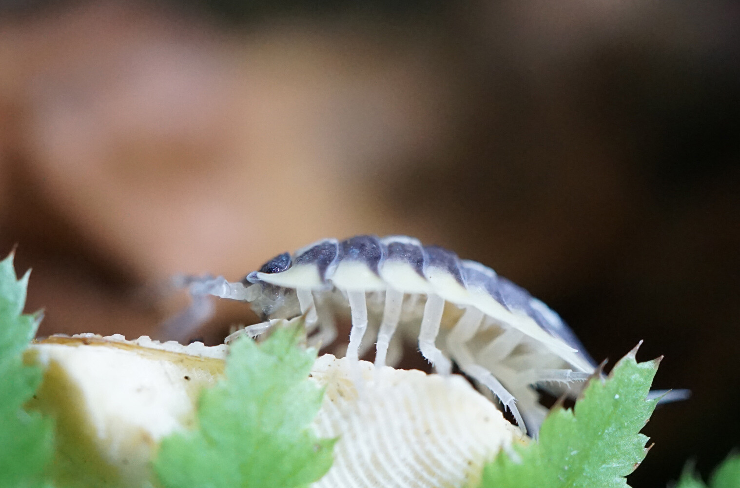 Female Porcellio expansus. Her brood pouch (marsupium) is slightly visible.
