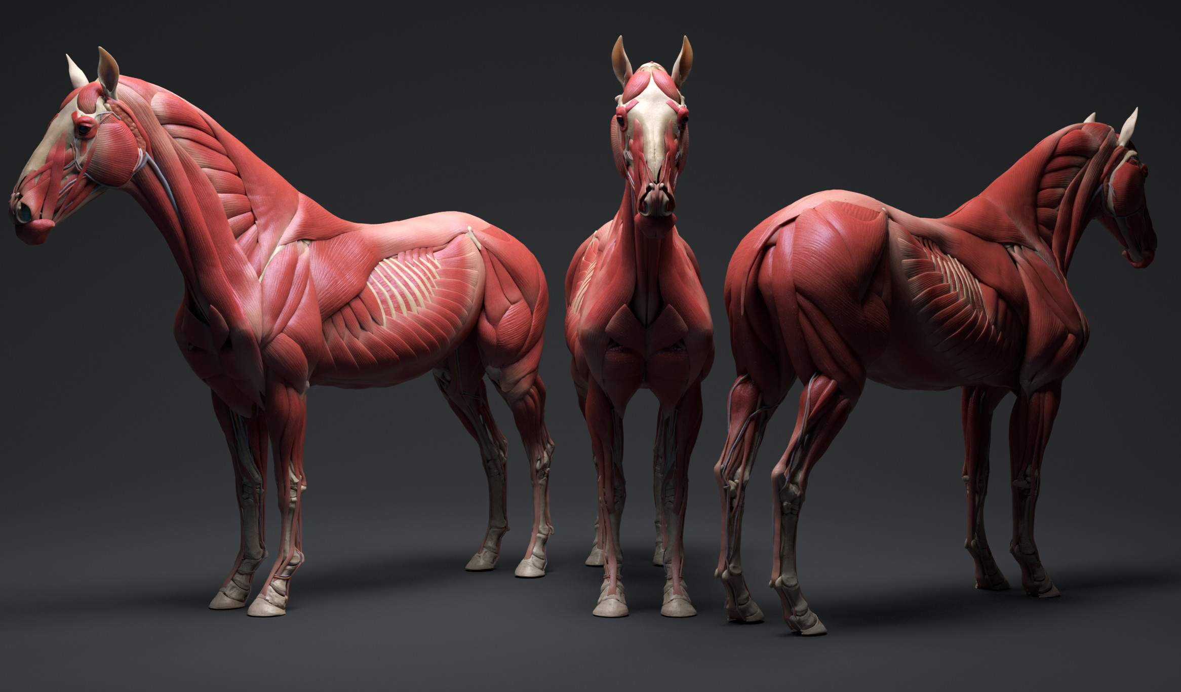 Horse ecorche, now available on 3dscan store. Follow the link: https://www.3dscanstore.com/ecorche-3d-models/horse-ecorche-3d-model 