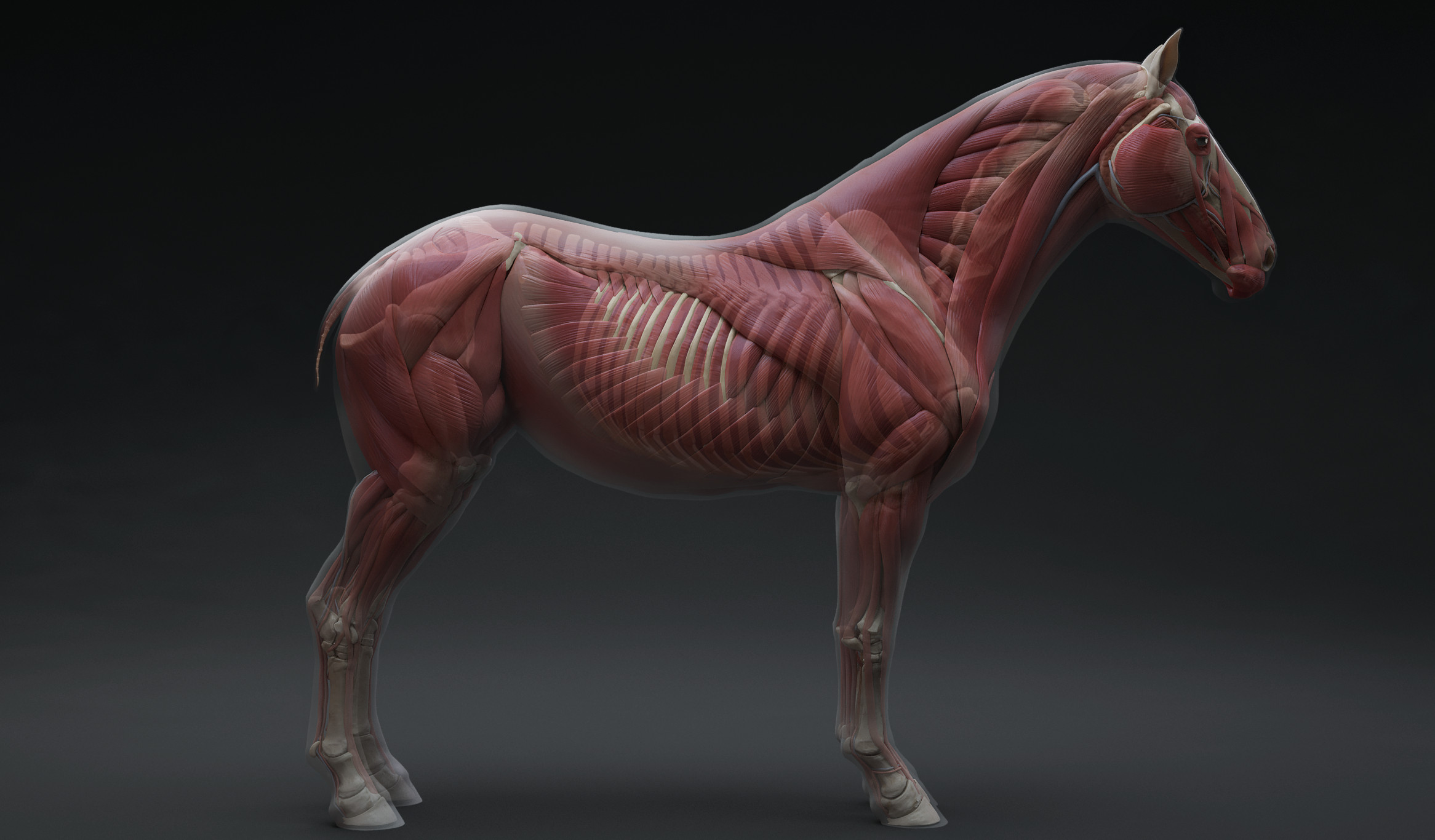 This model is available at -33% at launch! Grab it while you can :) 
https://www.3dscanstore.com/ecorche-3d-models/horse-ecorche-3d-model