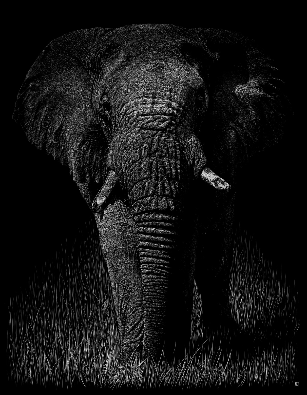 elephantidae II
Digital scratchboard, july 2019