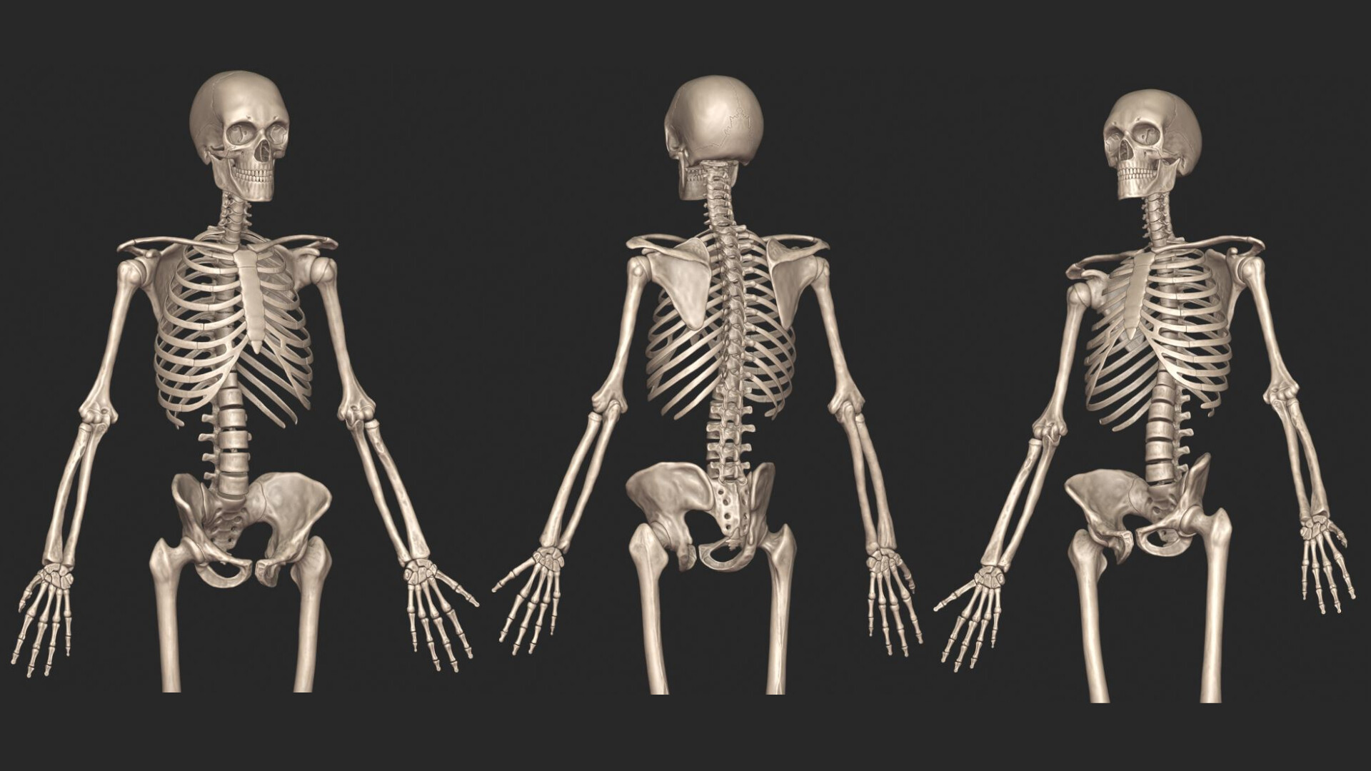Artstation 3d Human Skeletal System Palkansh Khandelwal