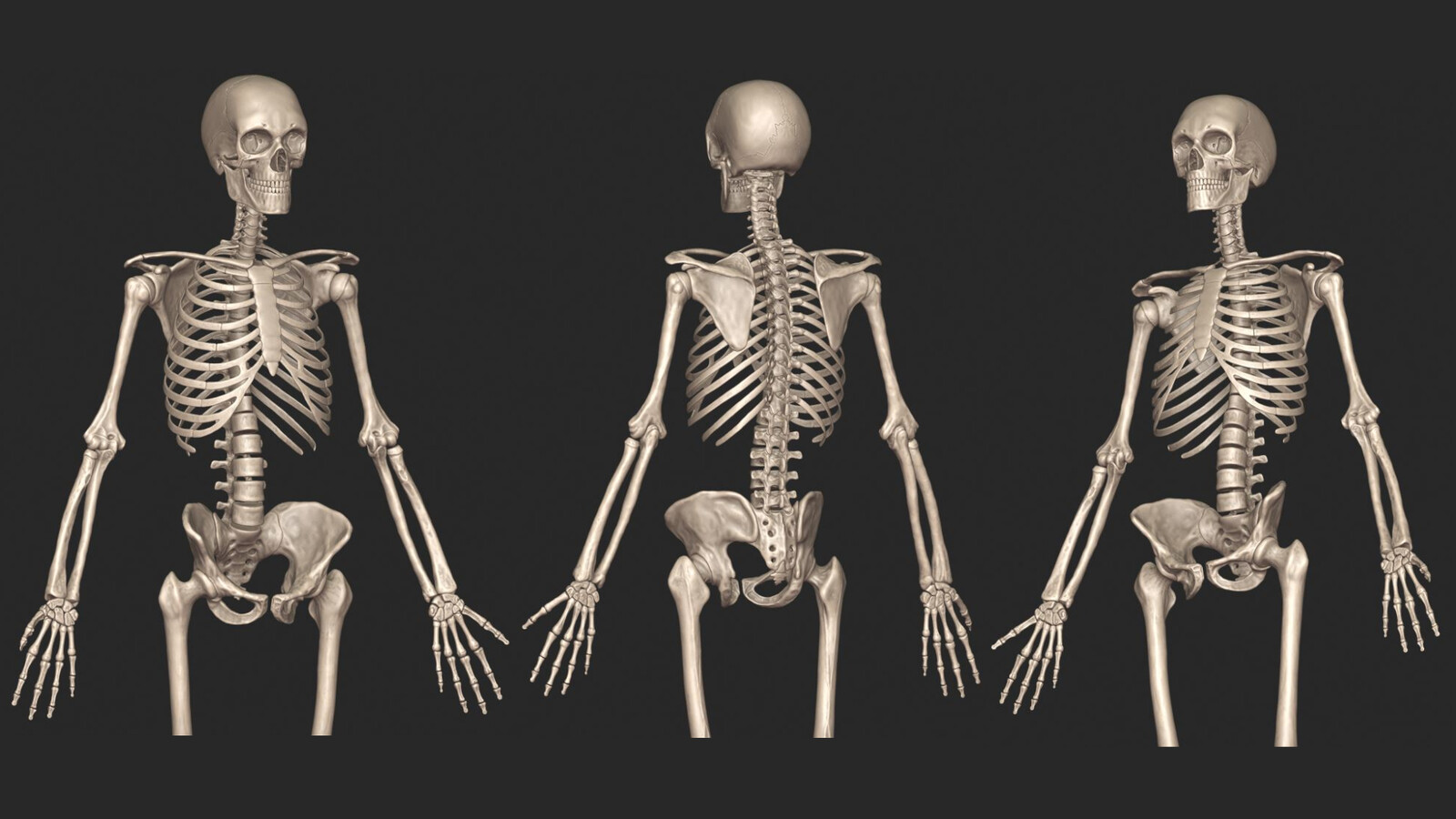 Palkansh Khandelwal - 3D Human Skeletal System