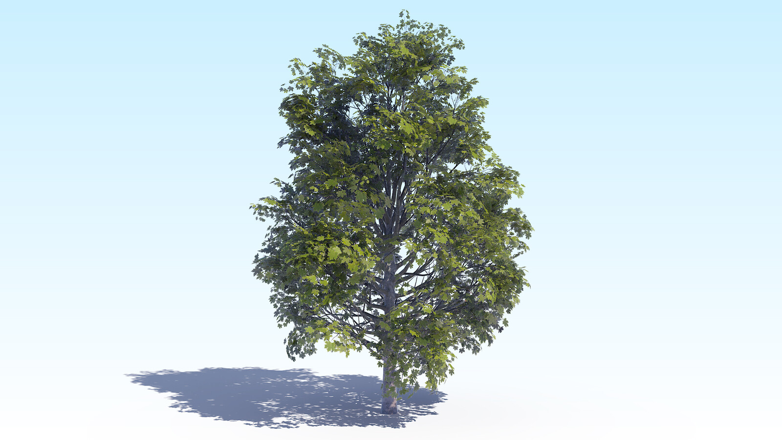 Тест 4 дерева. Дерево 4д простое. Acer Tree 3d. Зараженное дерево 4.2.3.5.