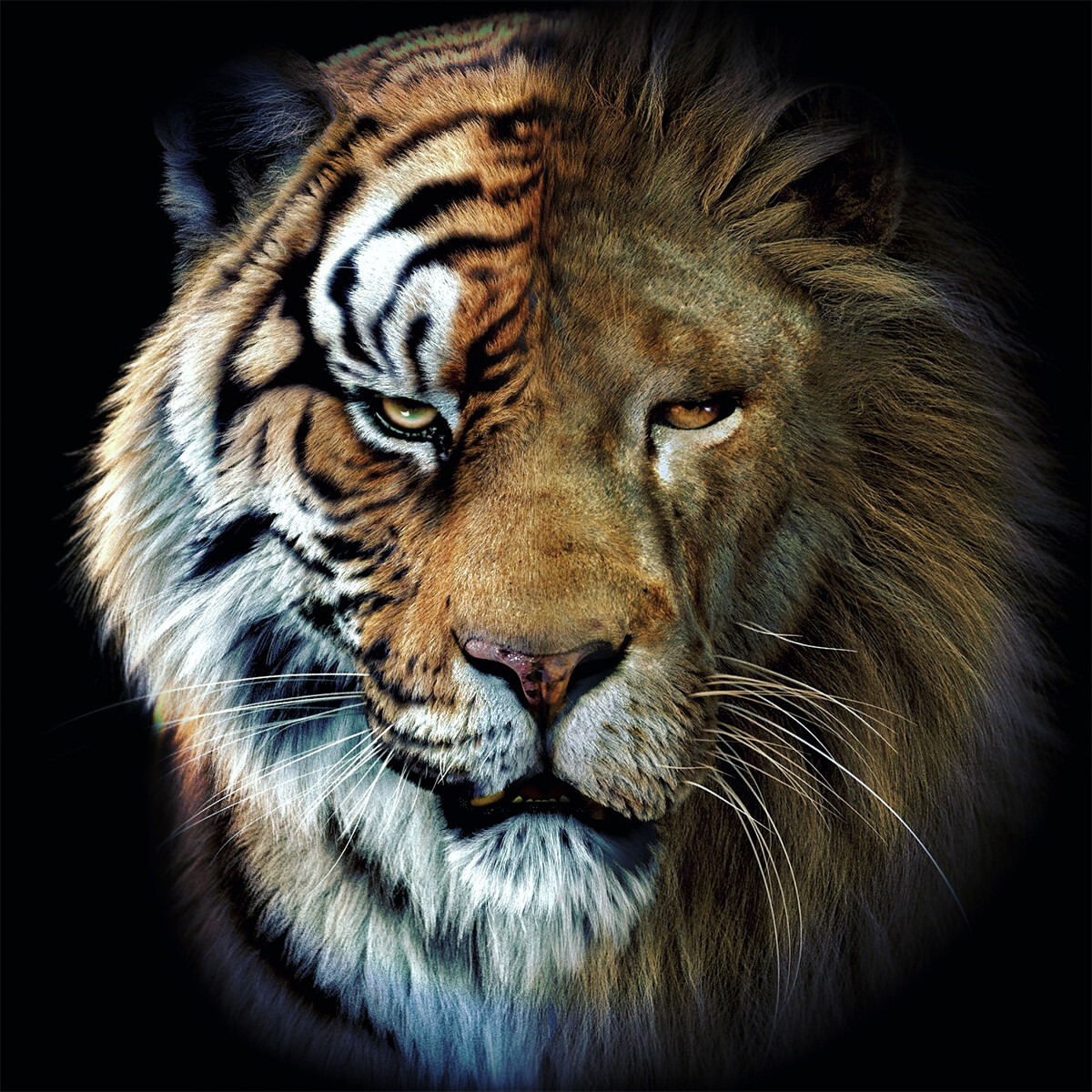 ArtStation - Tiger & Lion mash-up