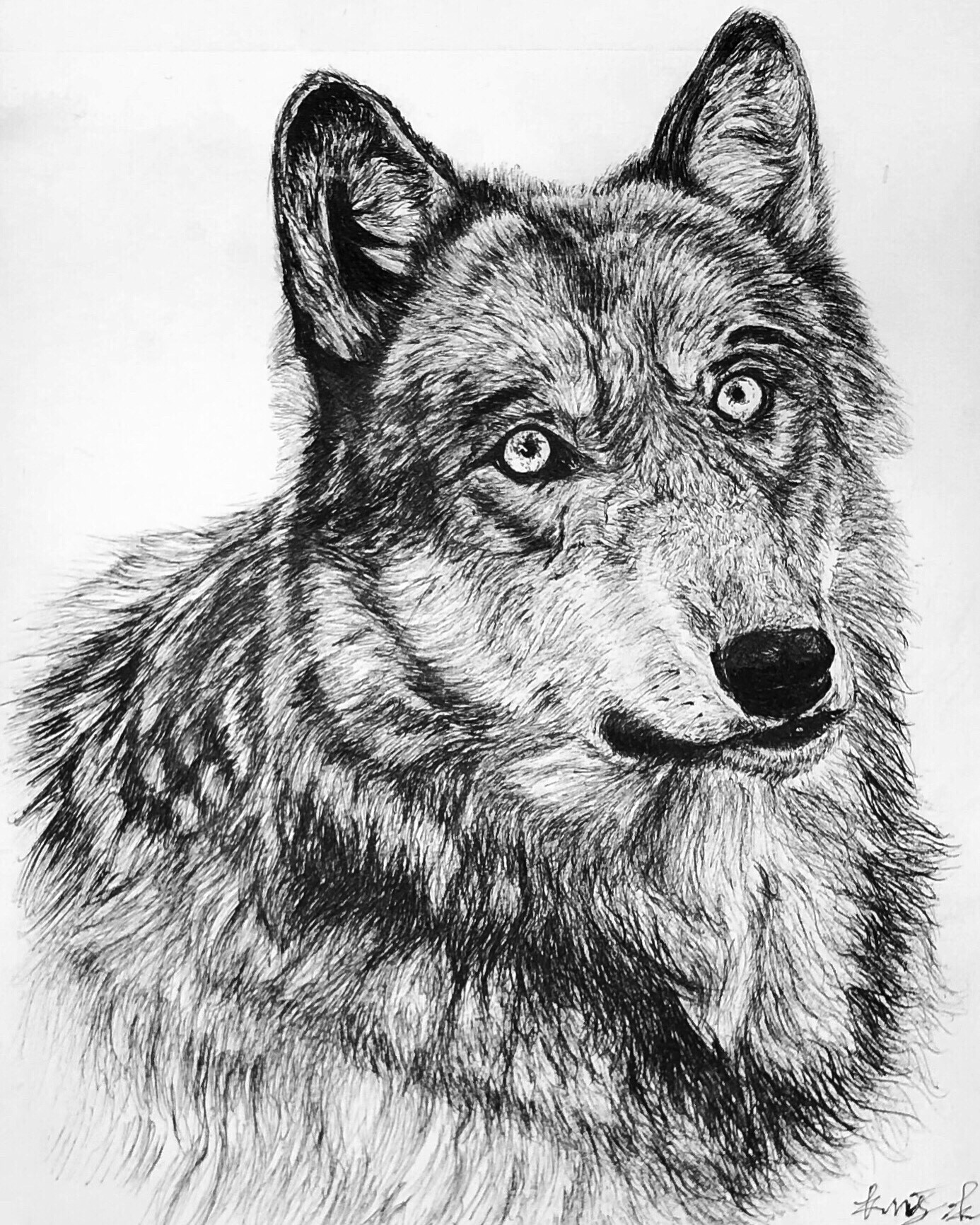 Artstation Wolf Ink Drawing