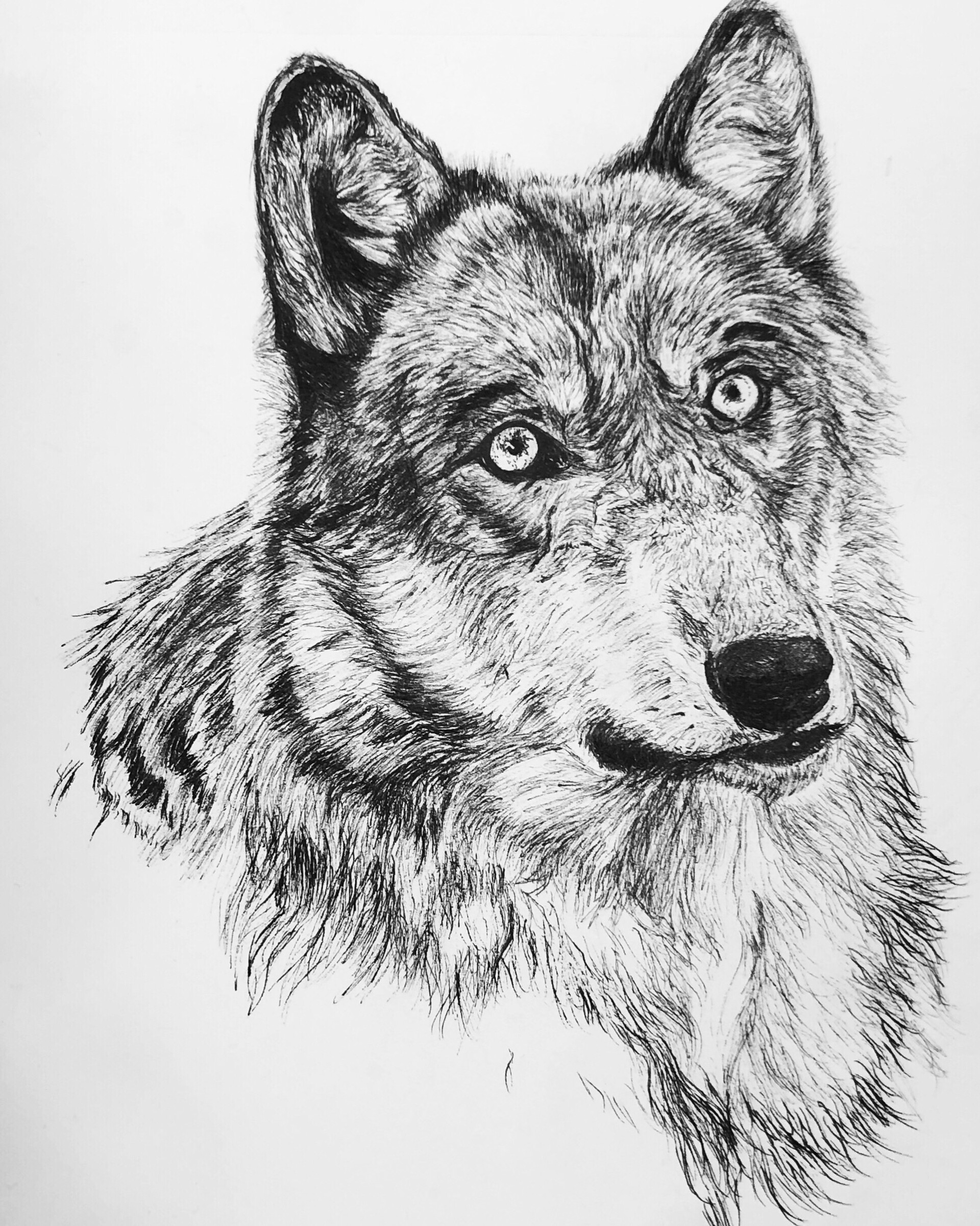 ArtStation - Wolf Ink Drawing