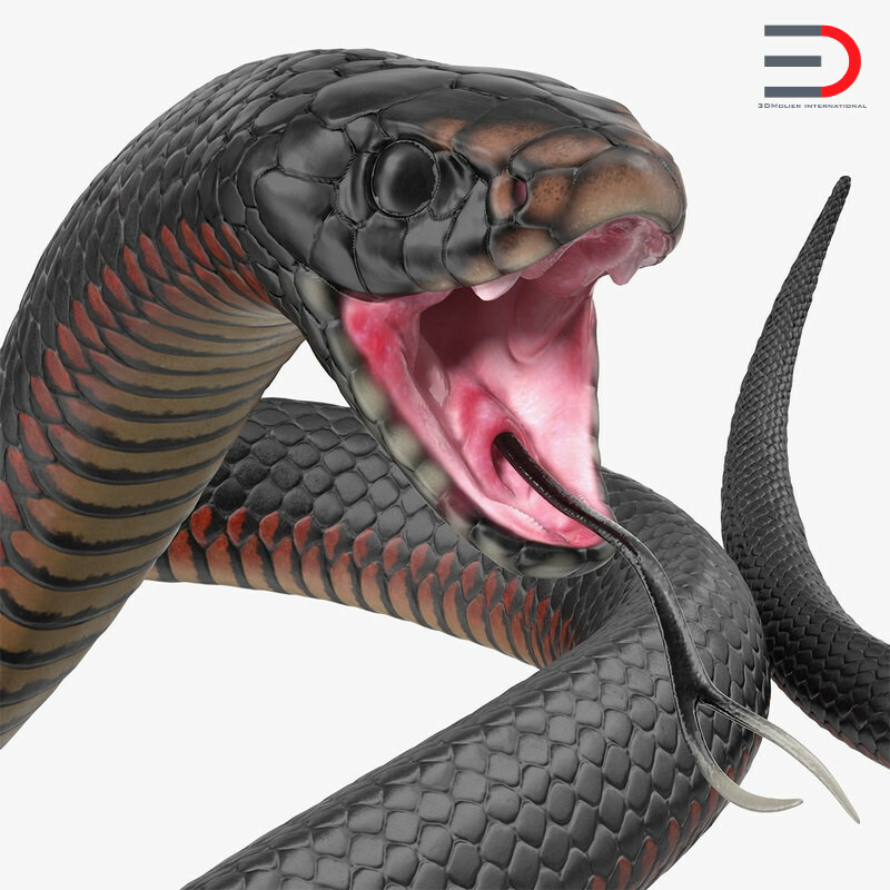 ArtStation - Black King Snake Rigged 3D model