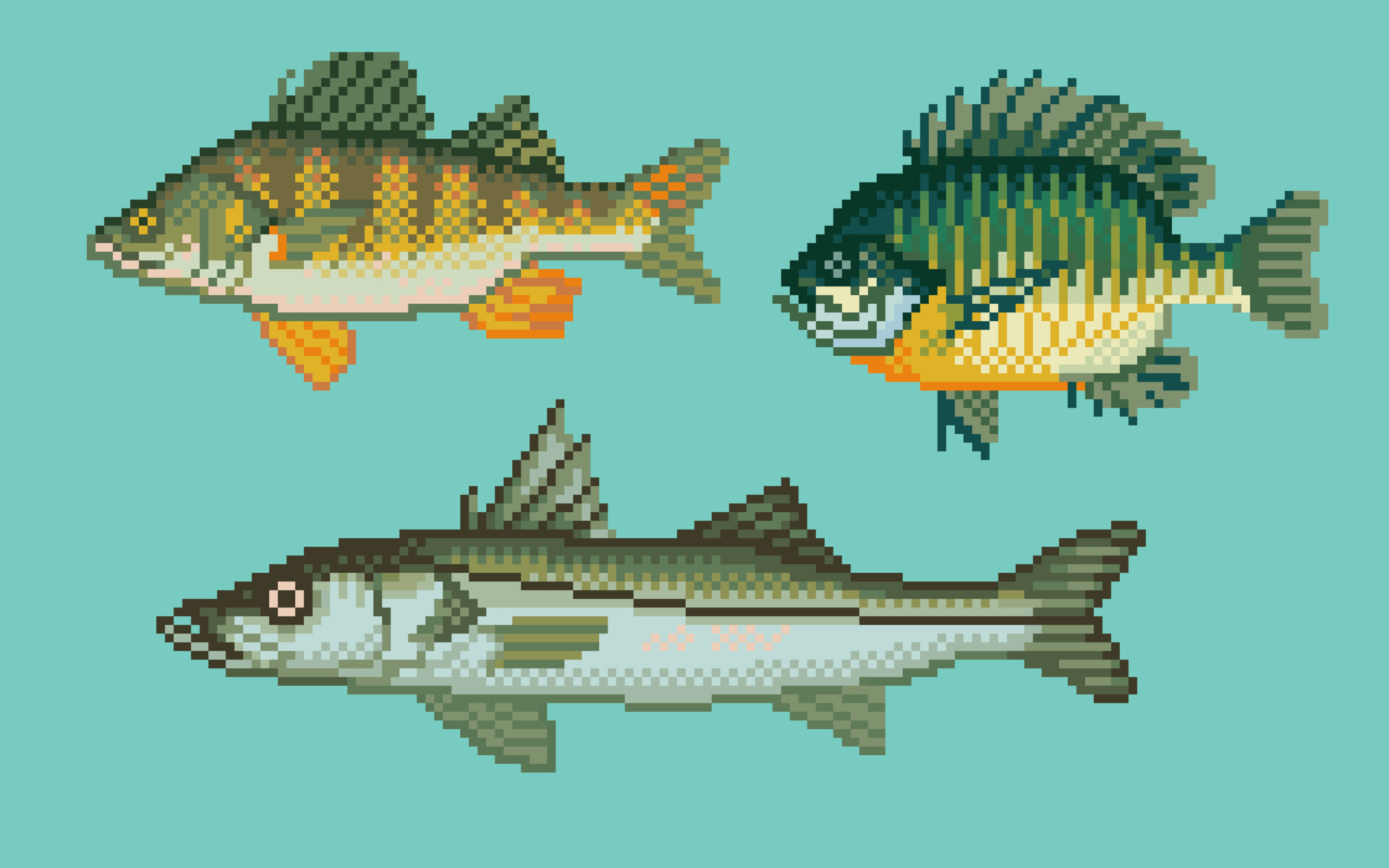 ArtStation - Freshwater fish of the Carolinas