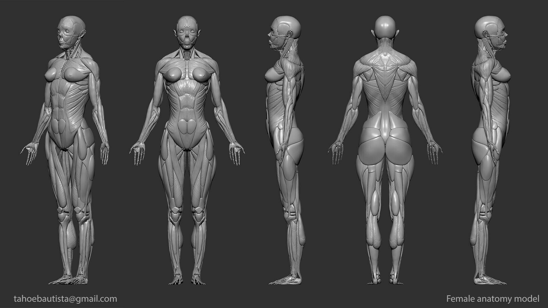 Digital 3D Ecorche ( Digital 3D Anatomy) - Female.
