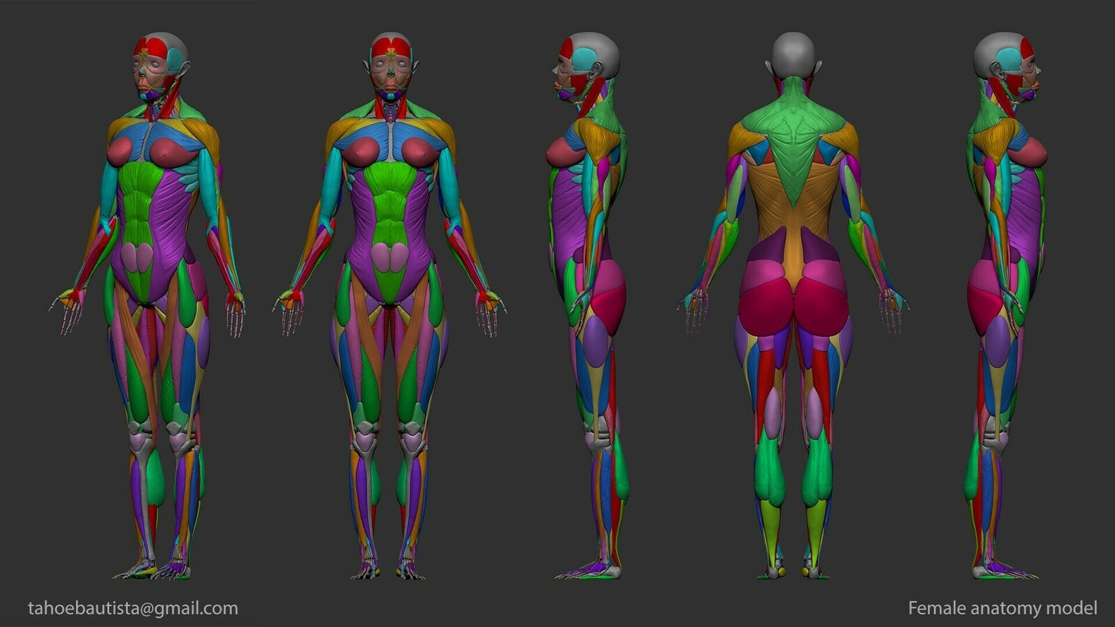 Identifying the muscles 