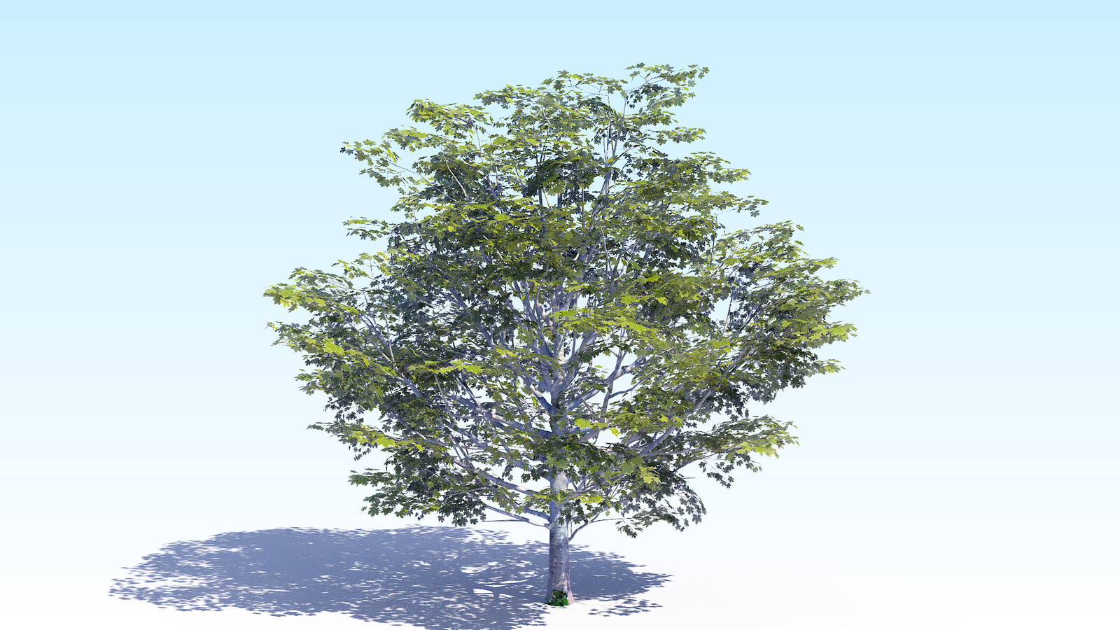Дерево 6 метров. Дерево 6 октября. Acer Tree 3d. Acer Sapling.