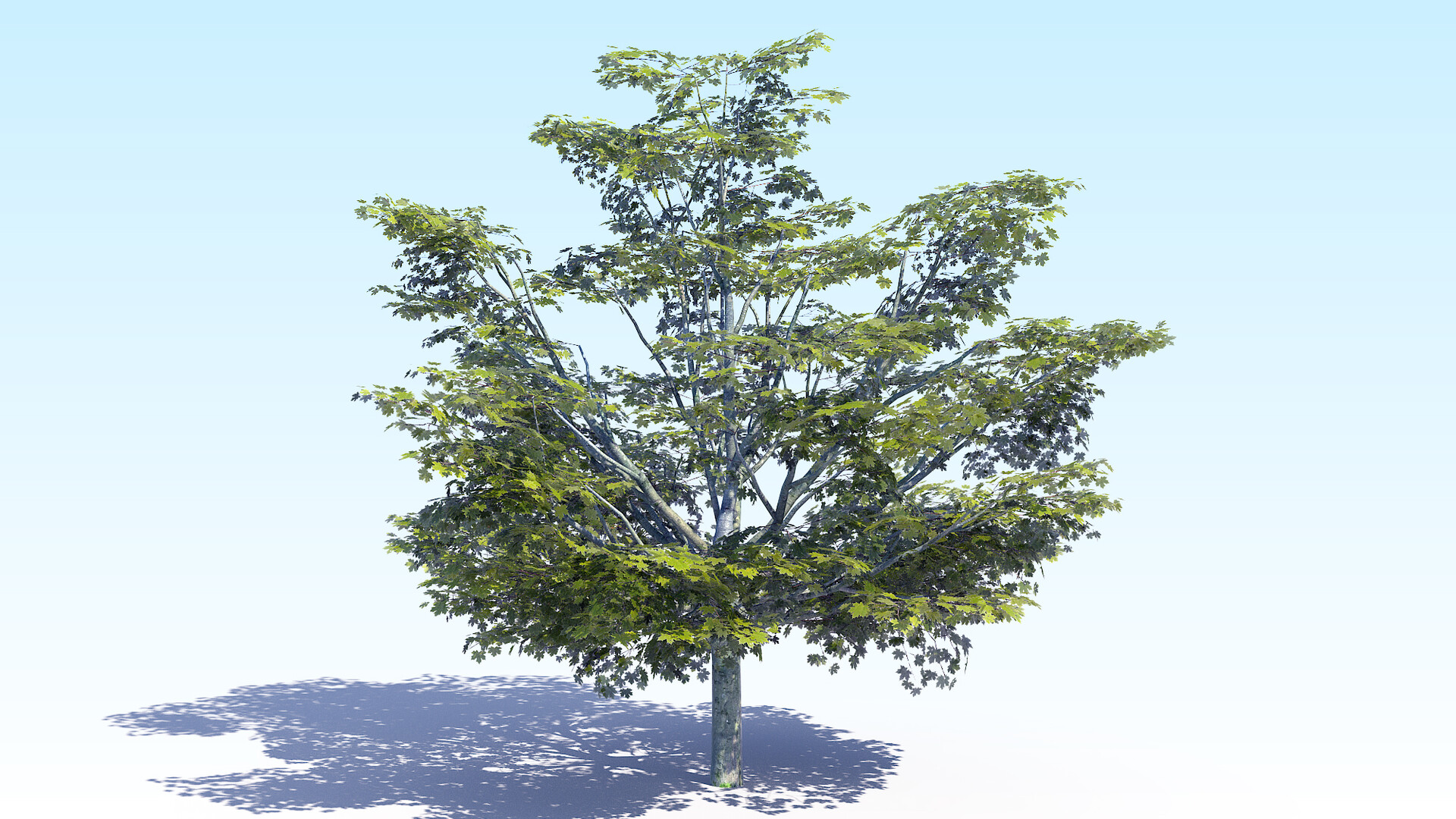 Деревья в ряд стоящие. Tree 5. Деревья 5 м. Fantasy tree 3d model. Дерево из 5 букв.