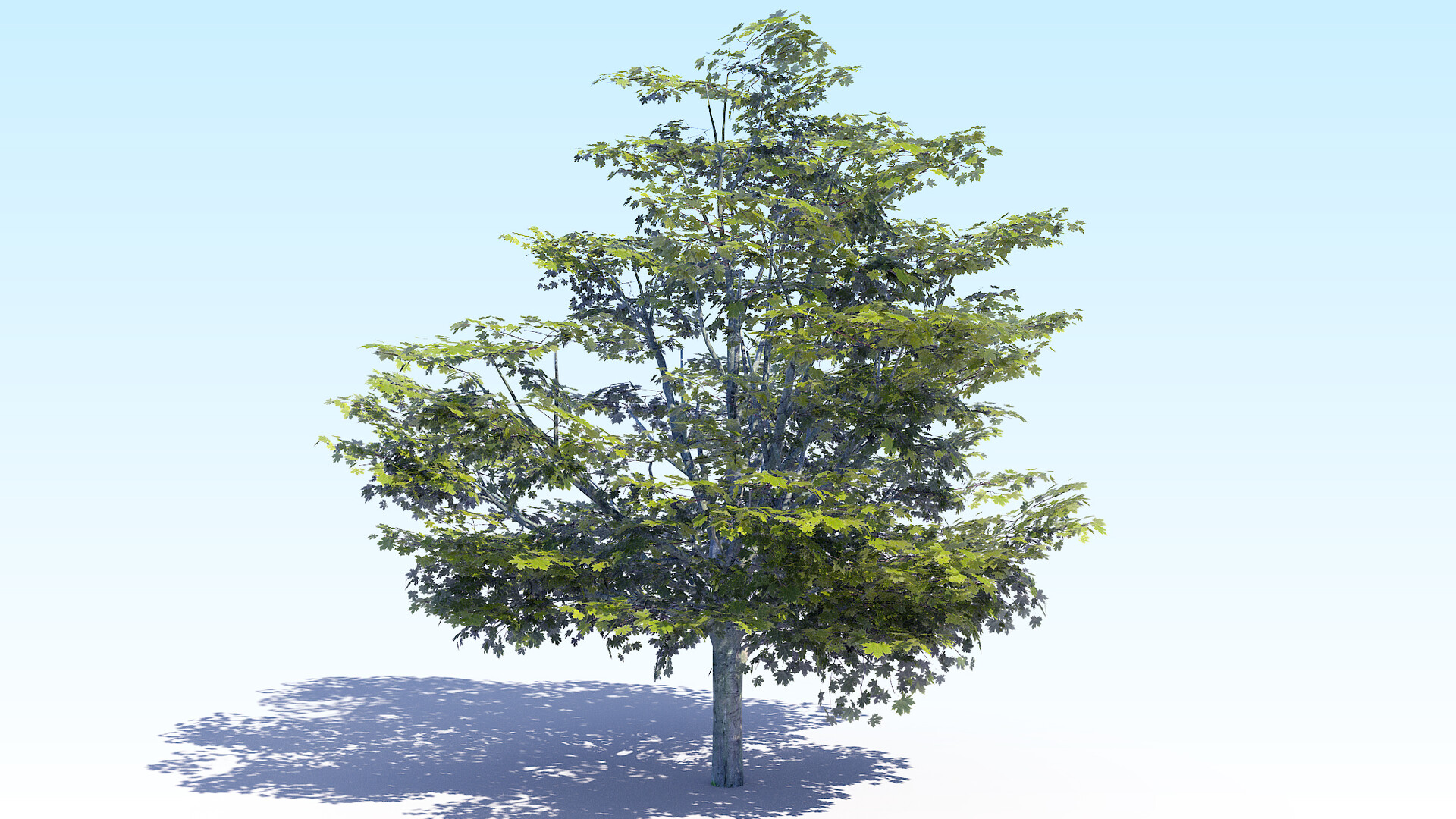 Дерево 3 метра. Дерево с 5 концевыми вершинами. Tree Acer Fremani