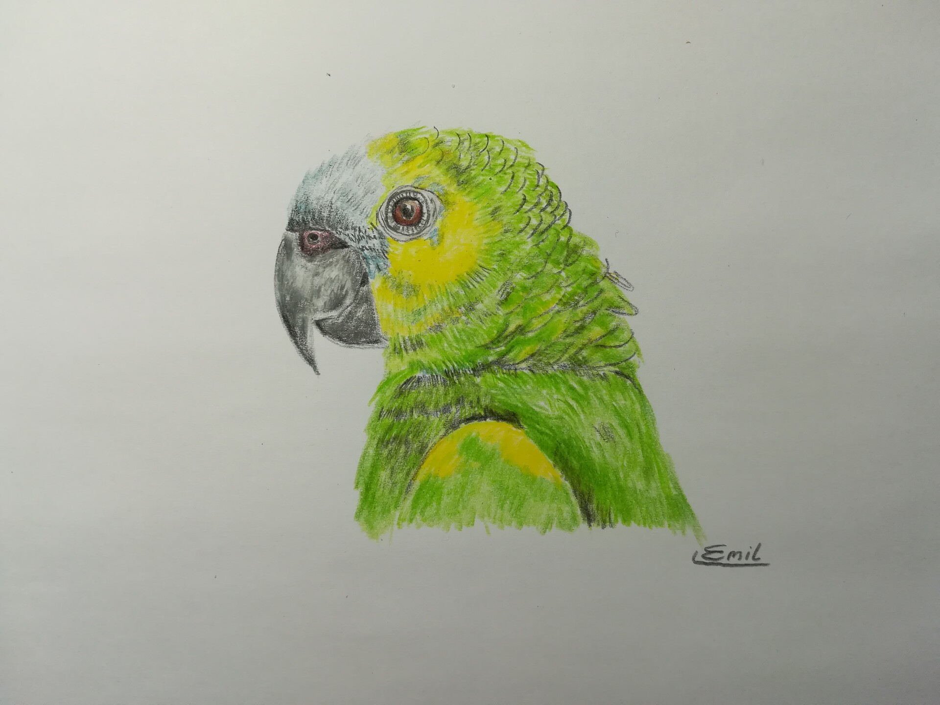 ArtStation - Parrot – prismacolor premier pencils