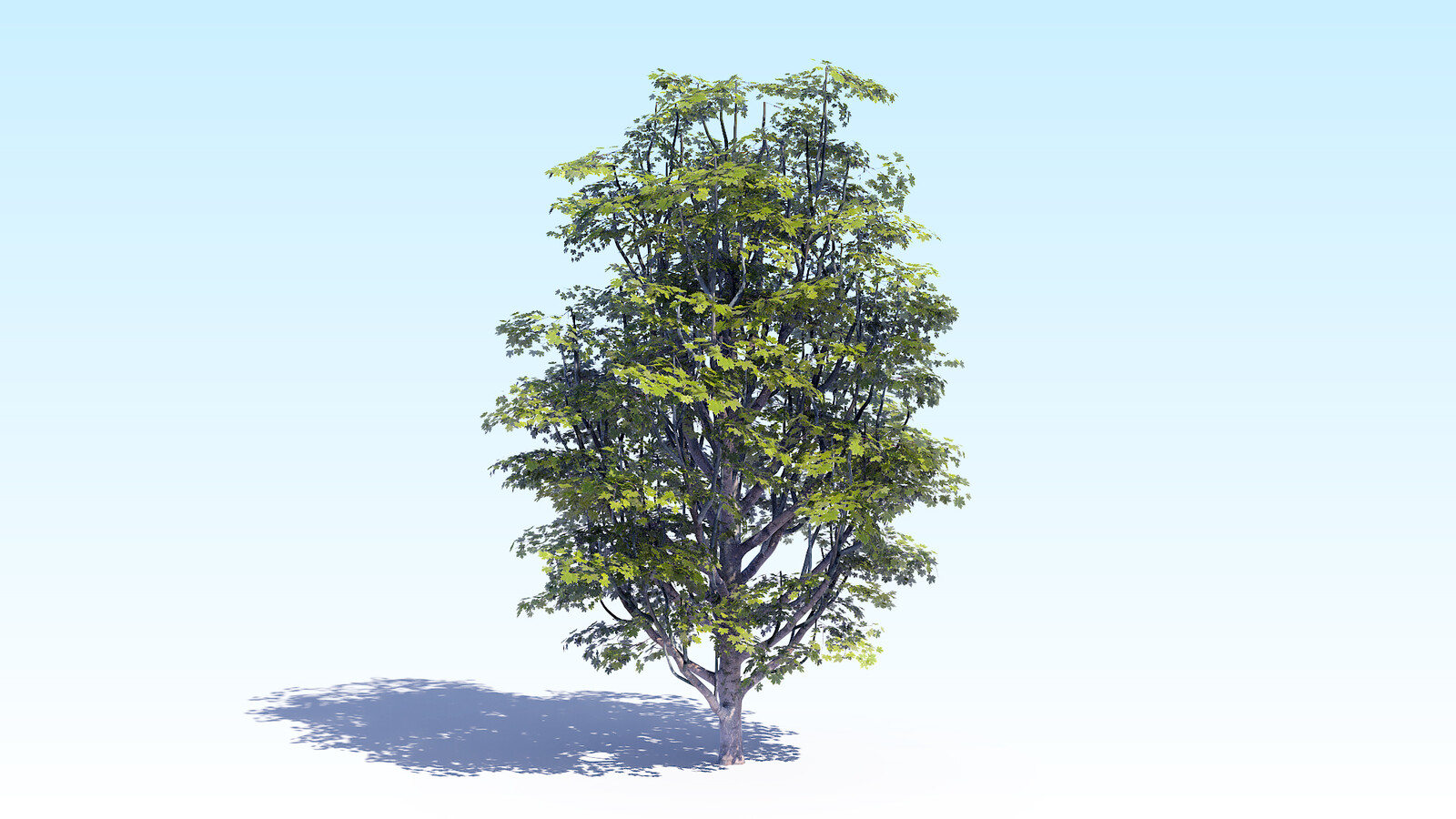 1 июля дерево. Acer Tree 3d. 7 Деревьев. Деревья с 7 вершинами. Acer Sapling.