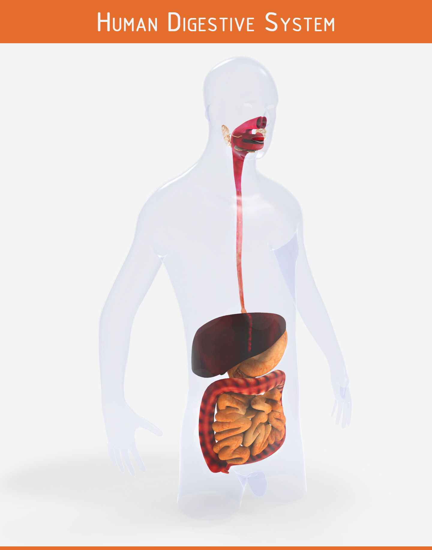 Artstation Human Digestive System 3d Model Puru Arora