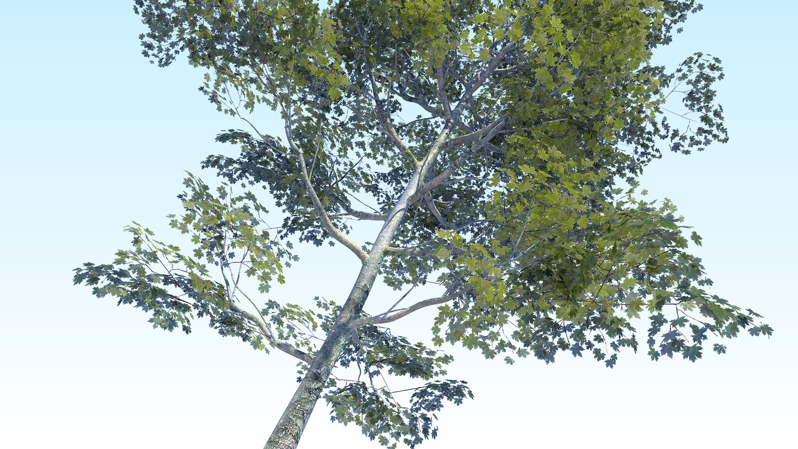 Eight trees. Archmodels 186. Модель дерева. Tree acer fremani. Eight trees.