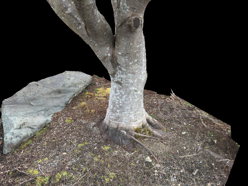 Photogrammetry solve of the tree trunk and soil. 