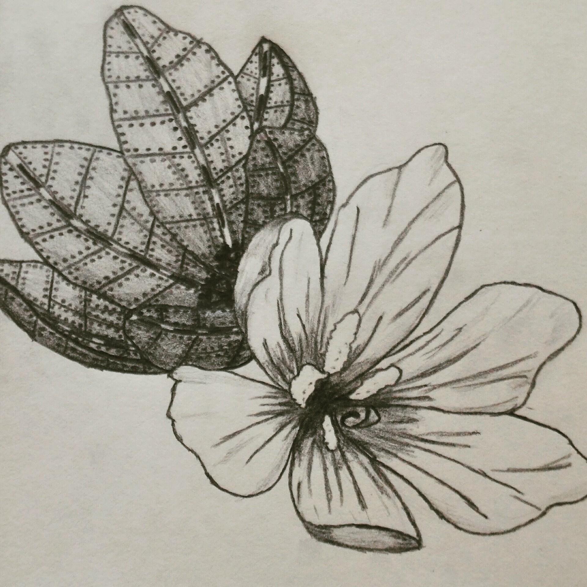 17 Easy Amateur flowerpencil drawings sketches for Windows PC