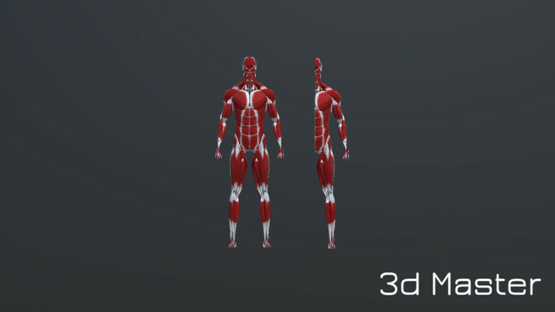Artstation Human Humanoid Skeleton Muscle Skin Veins Stomach