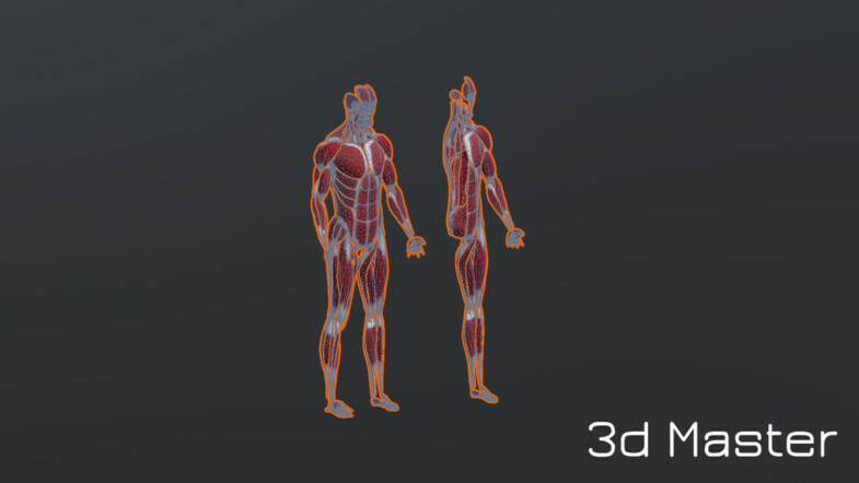 human humanoid skeleton muscle skin