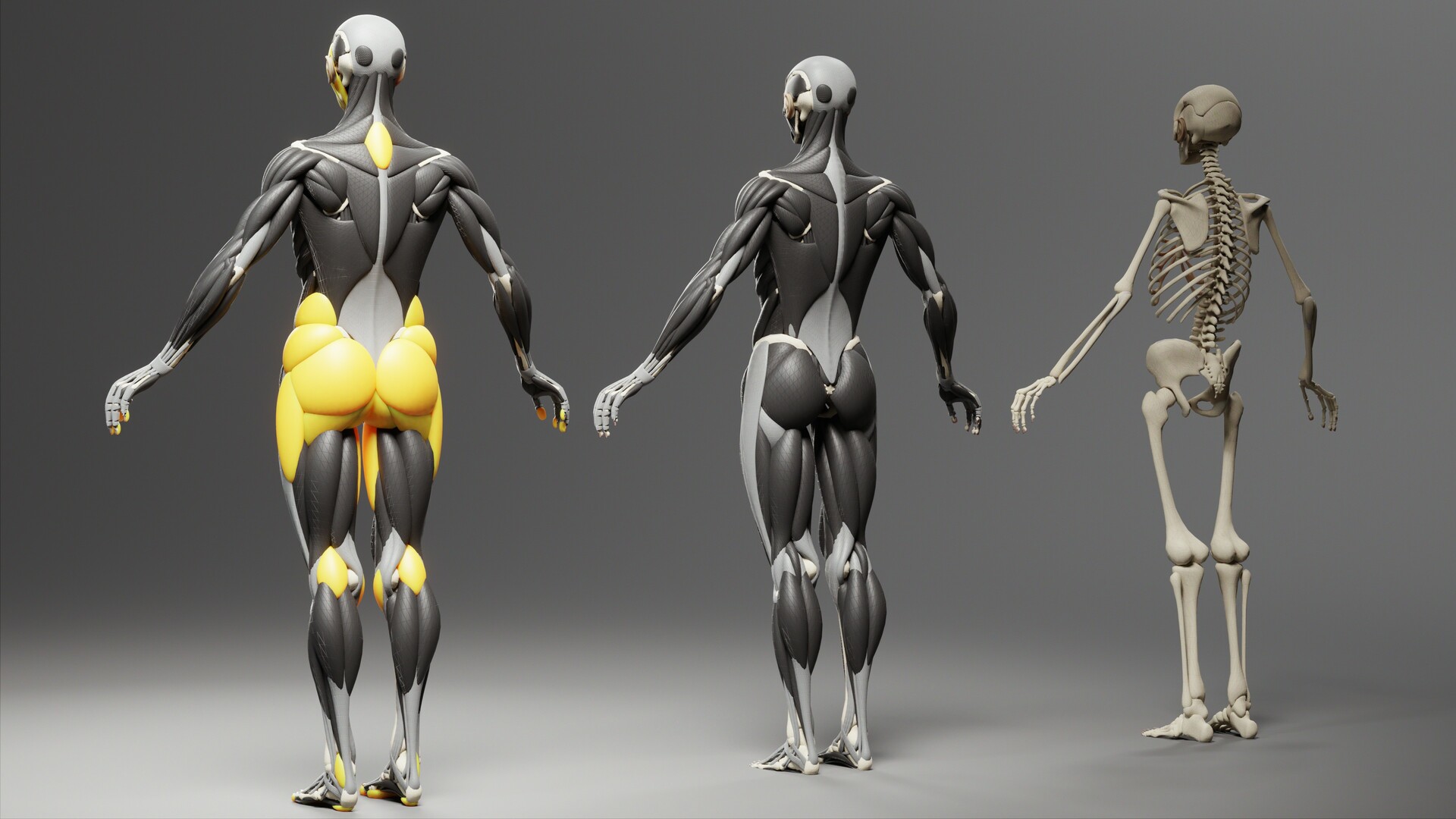 Artstation Human Bone Muscle Fat With 3 Views Wanoco 4d