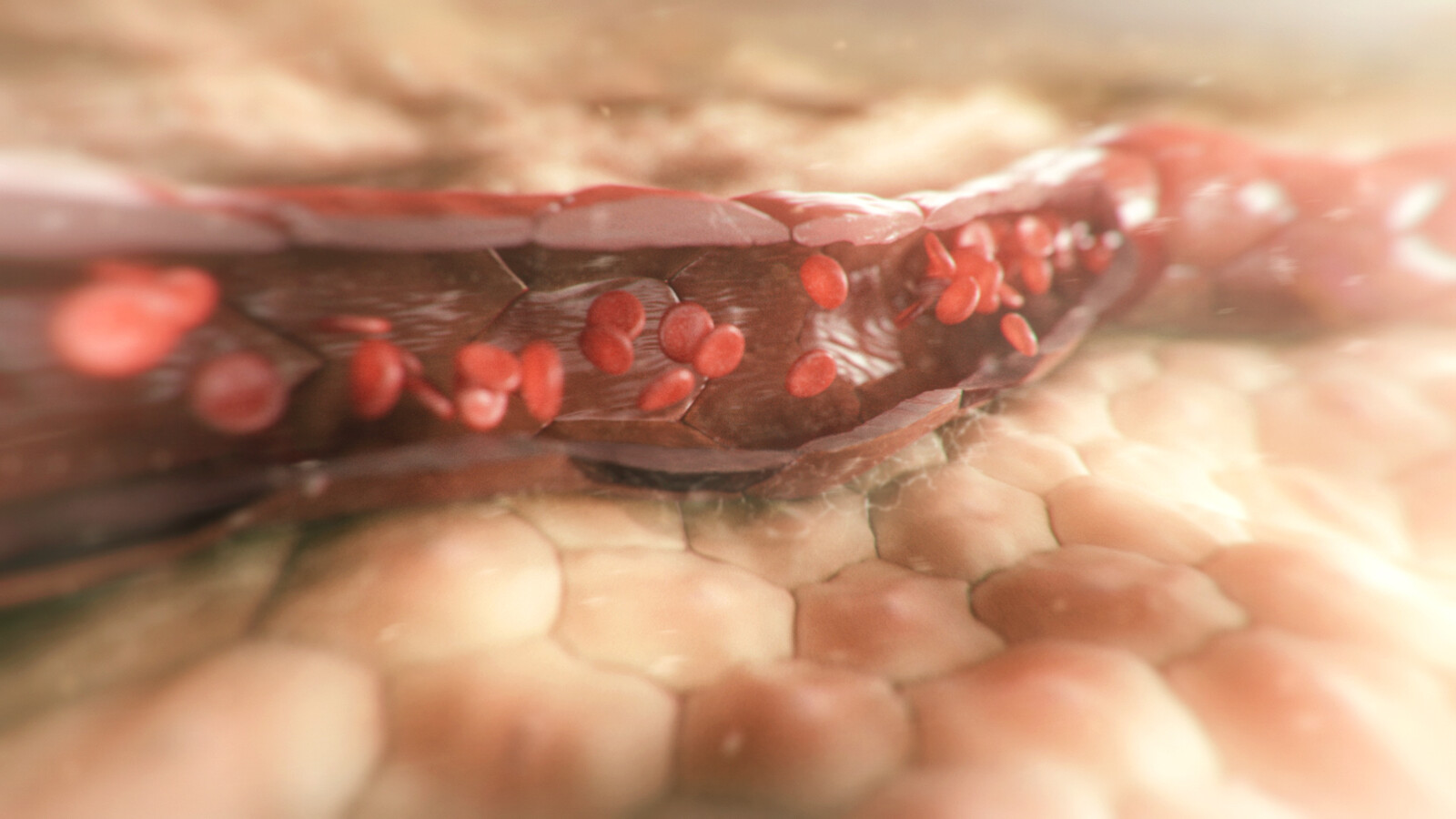 Blood vessel