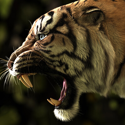 Massimo righi tigersideorig