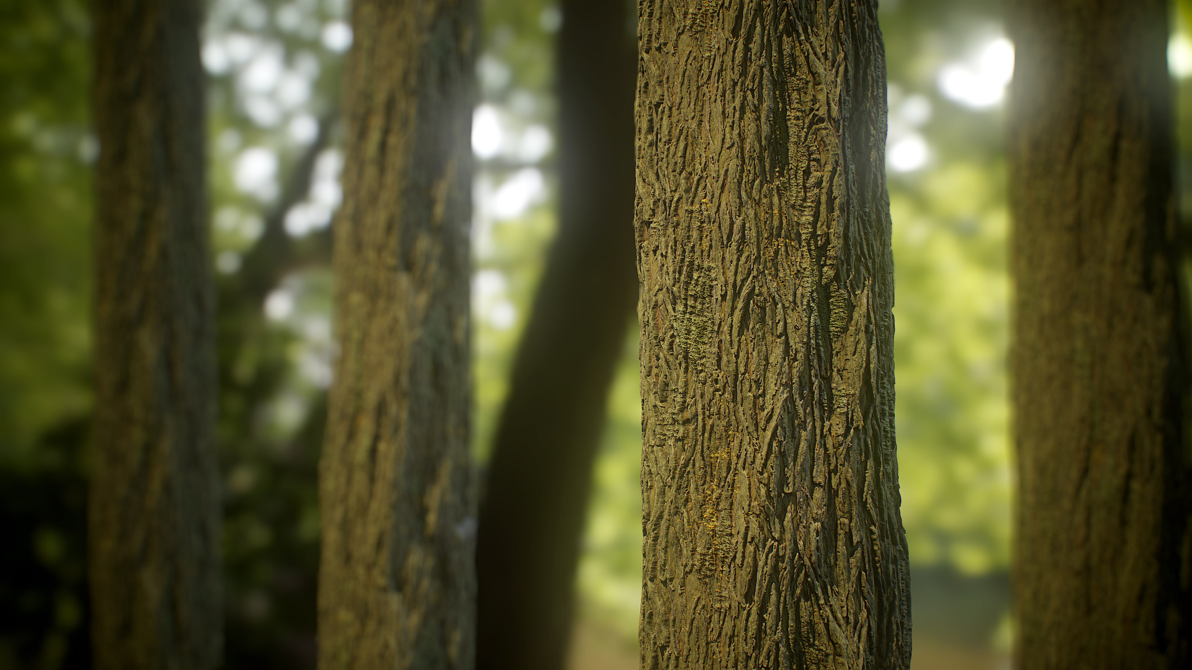 Elm Tree