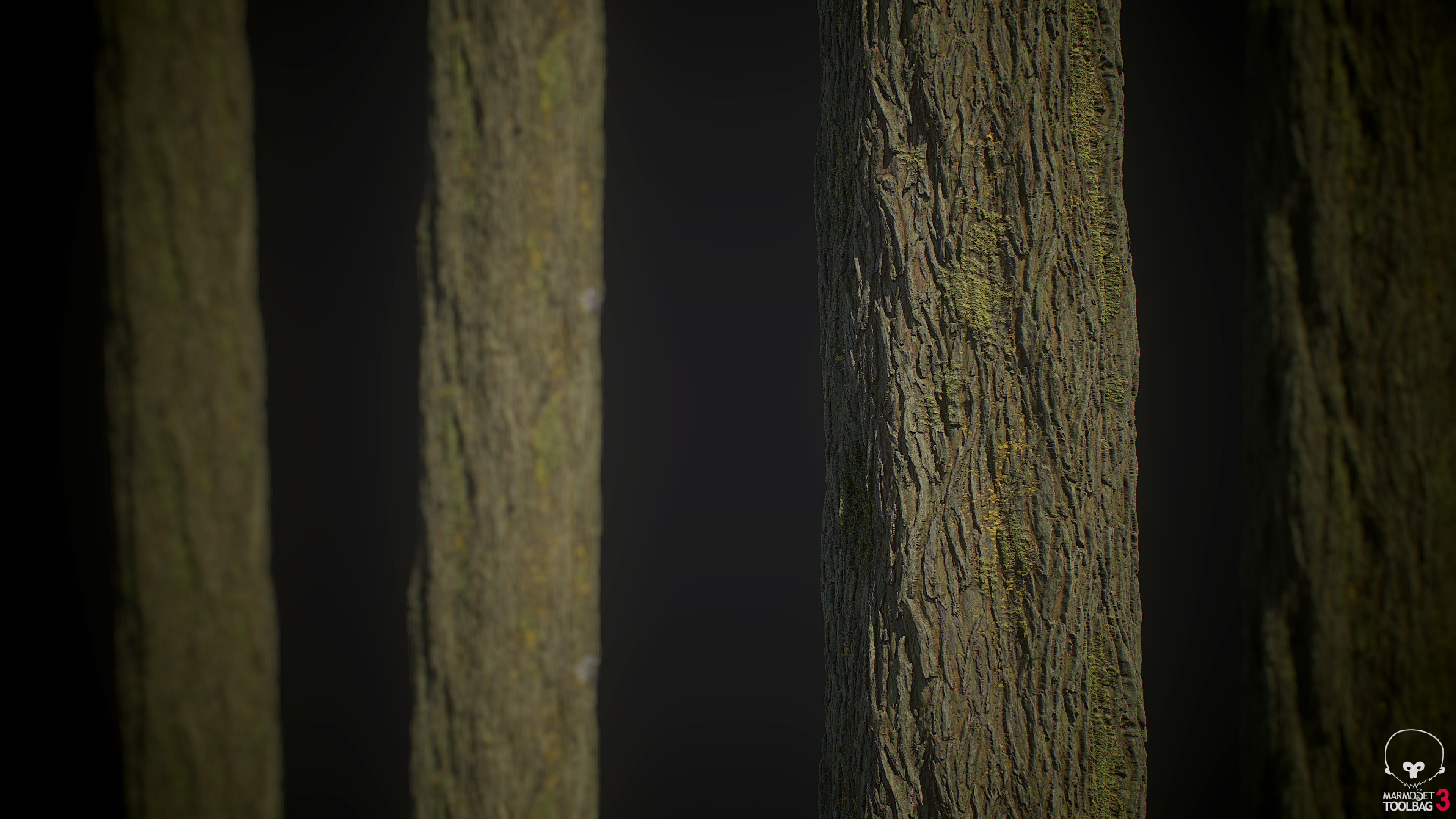 Elm Tree