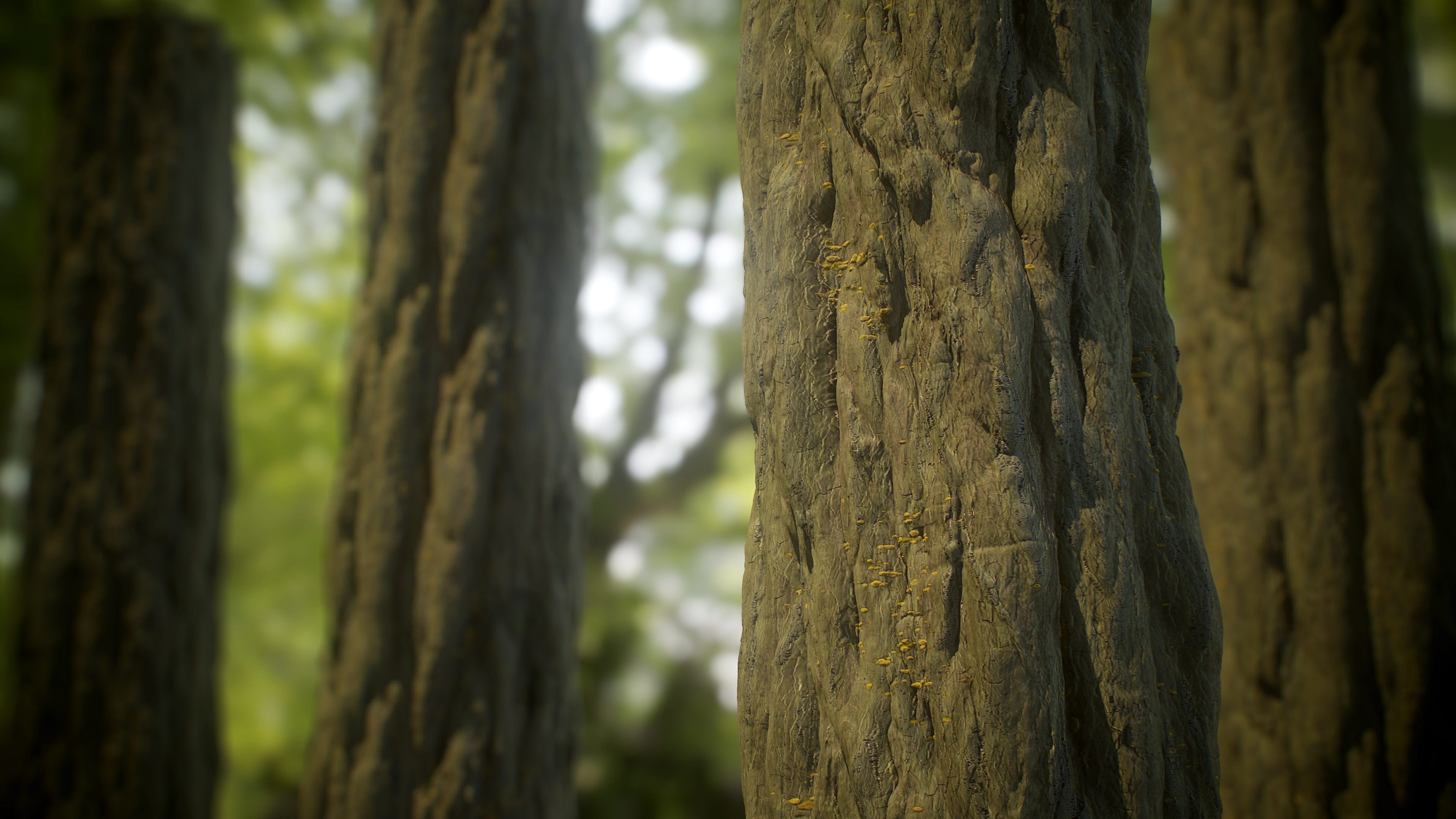 Fig Tree